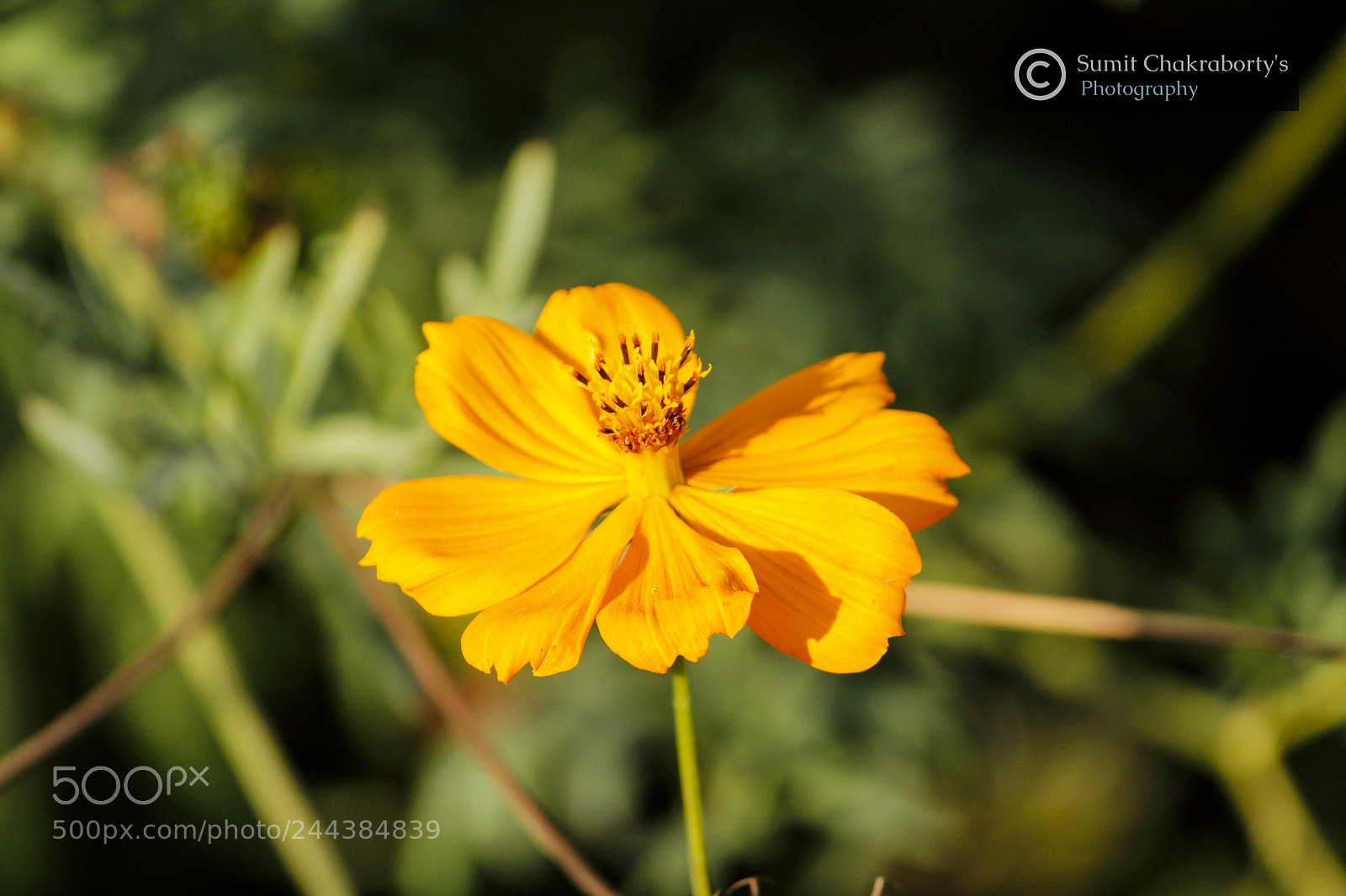 Canon EOS 1200D (EOS Rebel T5 / EOS Kiss X70 / EOS Hi) sample photo. || tickseed sunflower || photography
