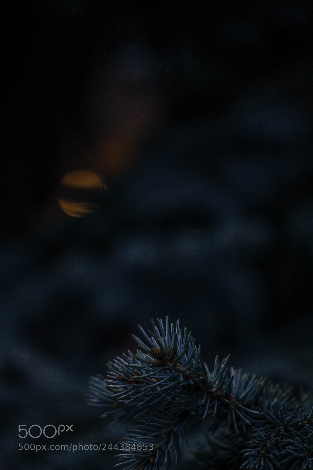 Canon EOS 1100D (EOS Rebel T3 / EOS Kiss X50) sample photo. Moon's tree photography
