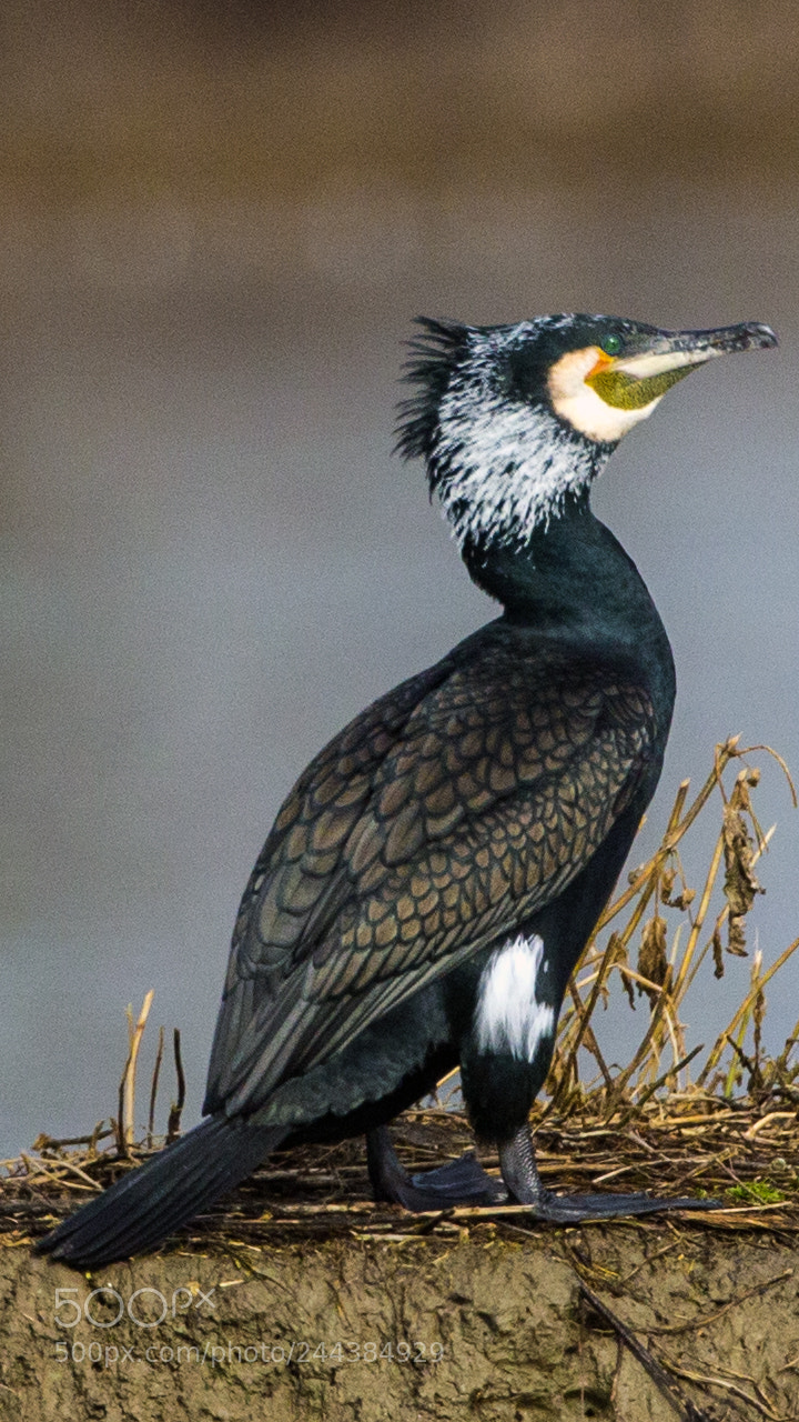 Canon EOS-1D X sample photo. Cormorano in livrea da photography