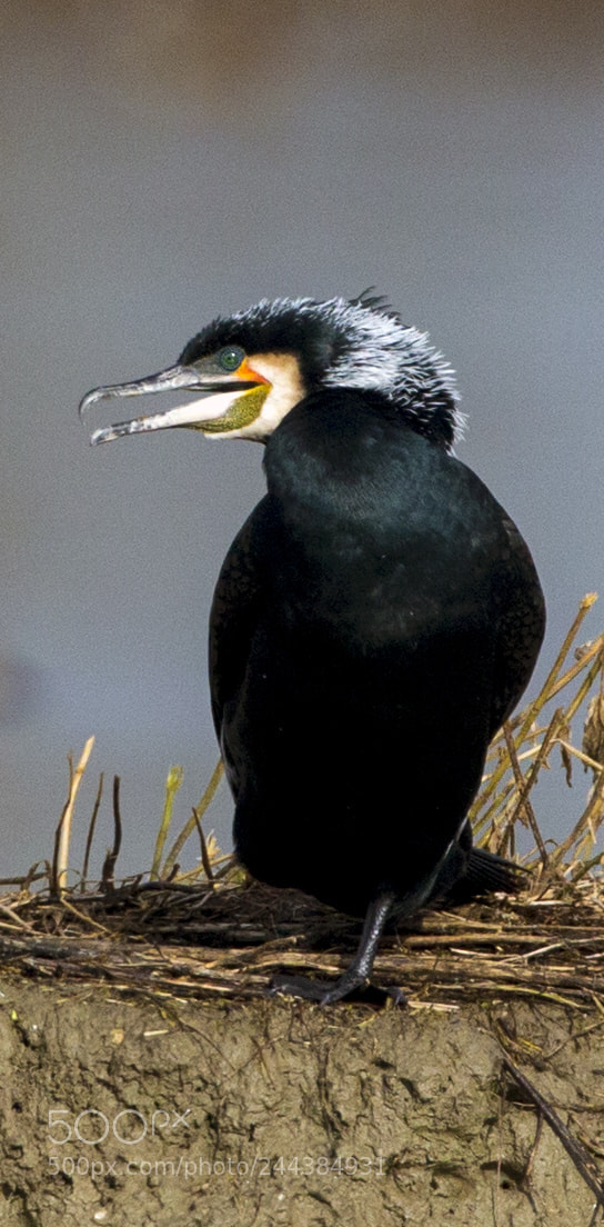 Canon EOS-1D X sample photo. Cormorano in livrea da photography