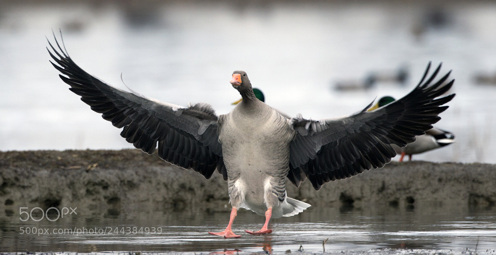 Canon EOS-1D X sample photo. Ocs selvatica photography