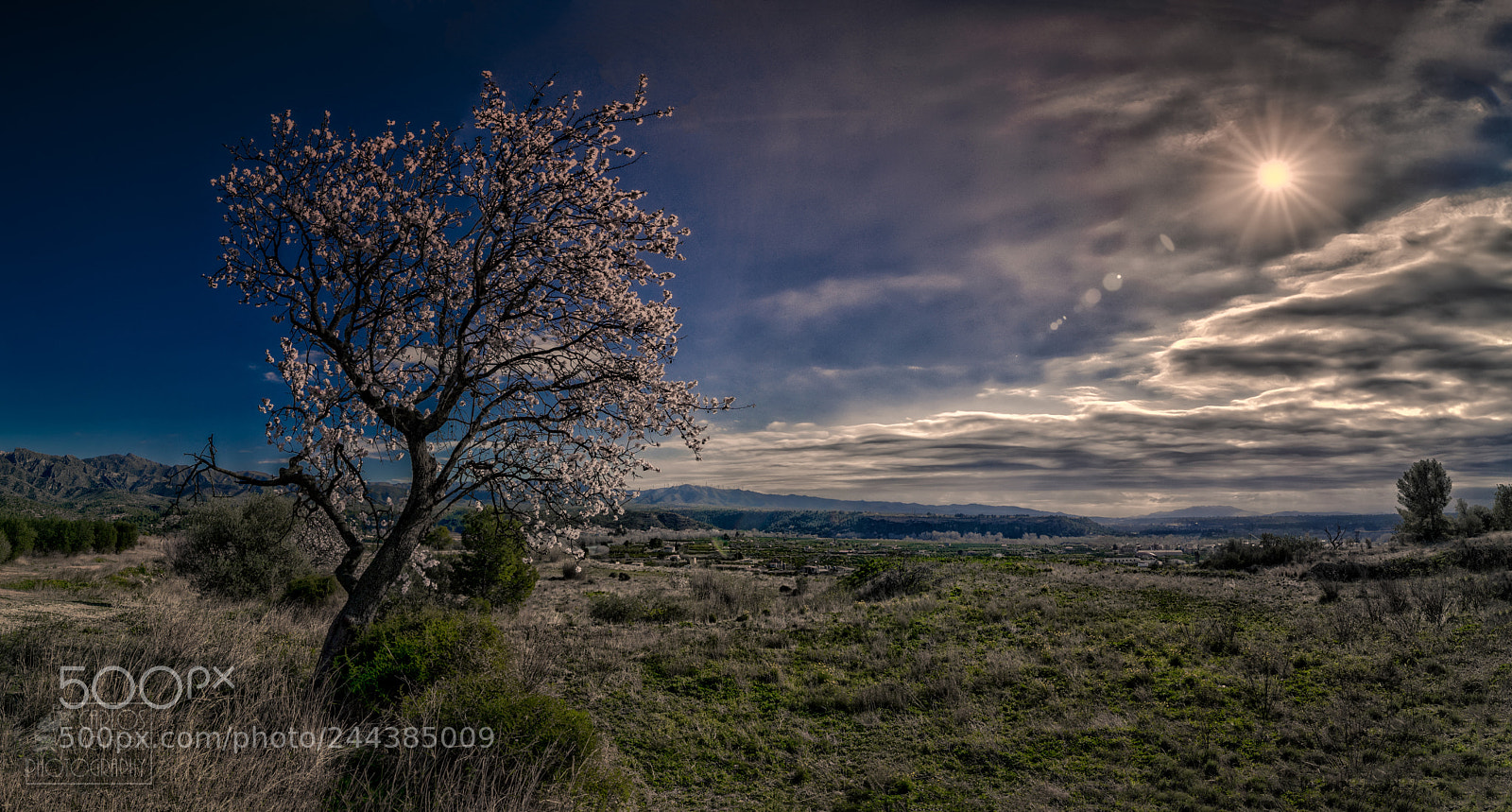Canon EOS-1D X Mark II sample photo. The almond tree photography