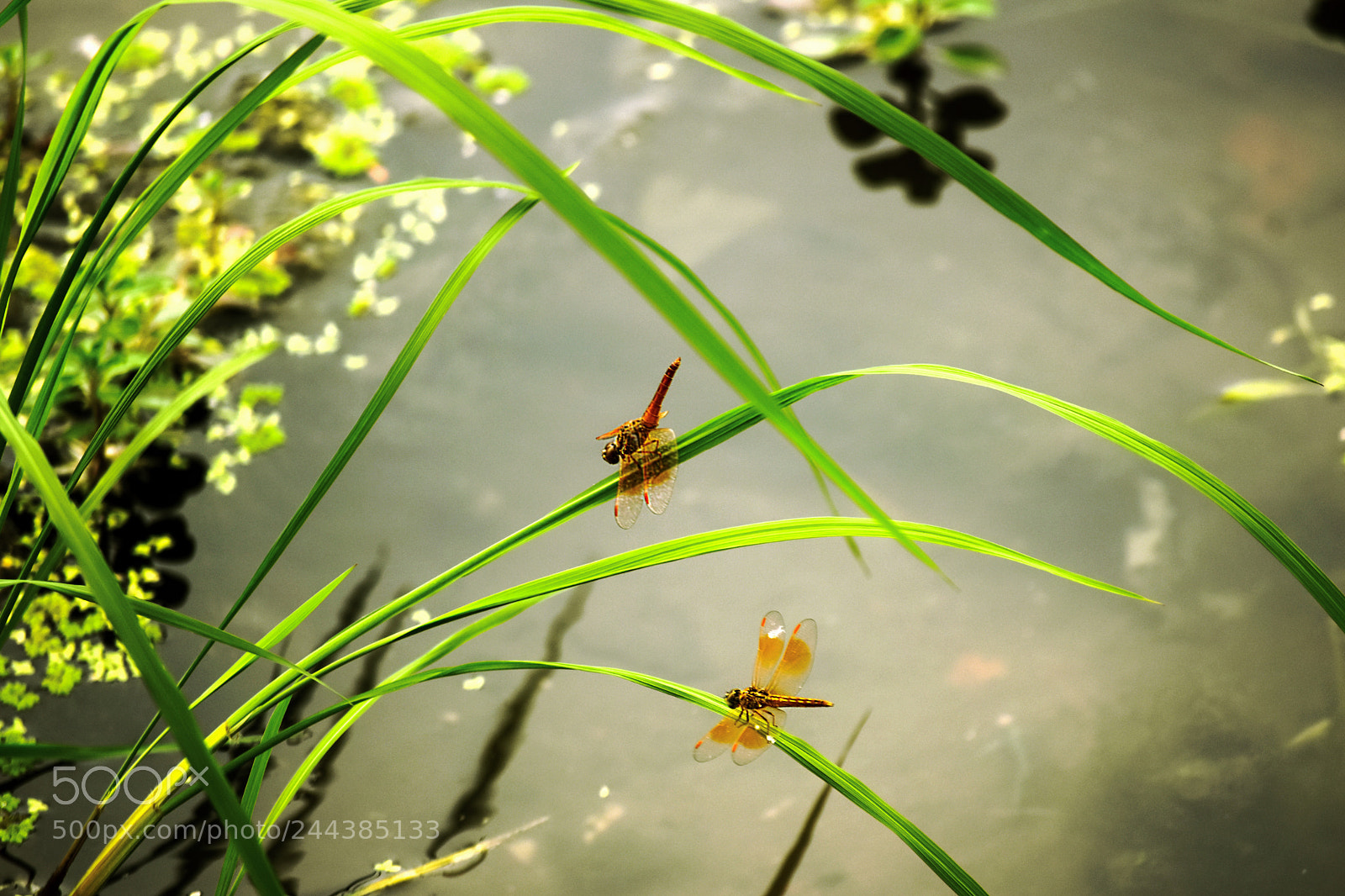 Nikon D5500 sample photo. Untitled photography