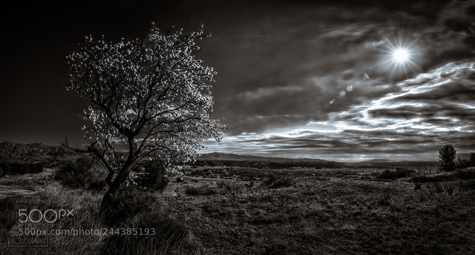 Canon EOS-1D X Mark II sample photo. The almond tree photography