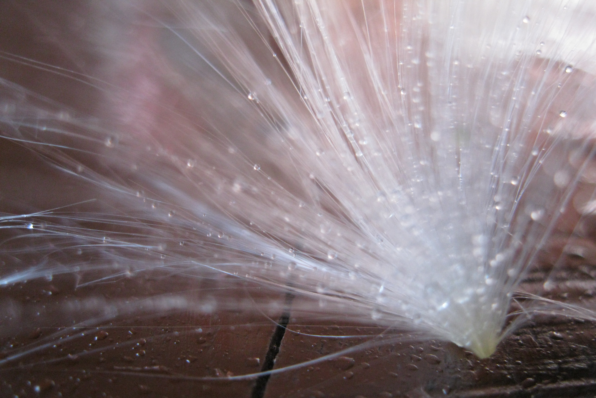 Canon PowerShot A3100 IS sample photo. Appoppanthaadi or milkweed seeds photography