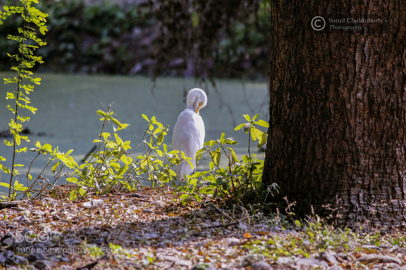Canon EOS 1200D (EOS Rebel T5 / EOS Kiss X70 / EOS Hi) sample photo. || cattle egret || photography