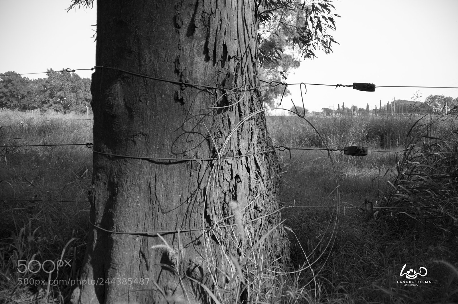 Nikon D90 sample photo. Naturaleza alambrada - nature photography