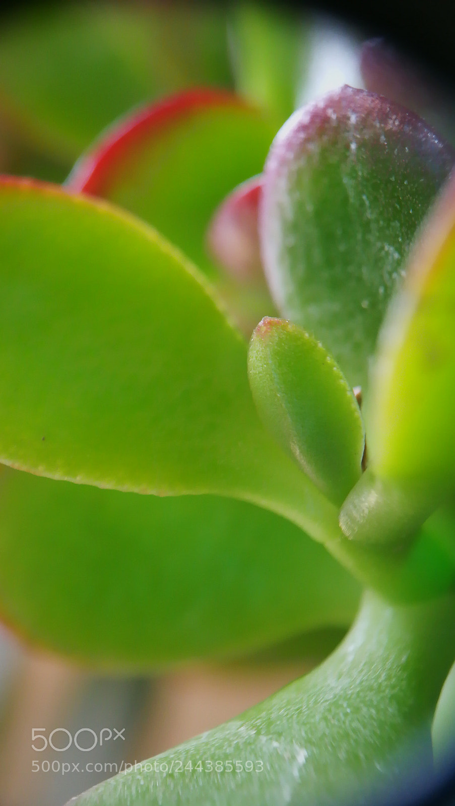 HUAWEI P10 sample photo. Close-up plant photography