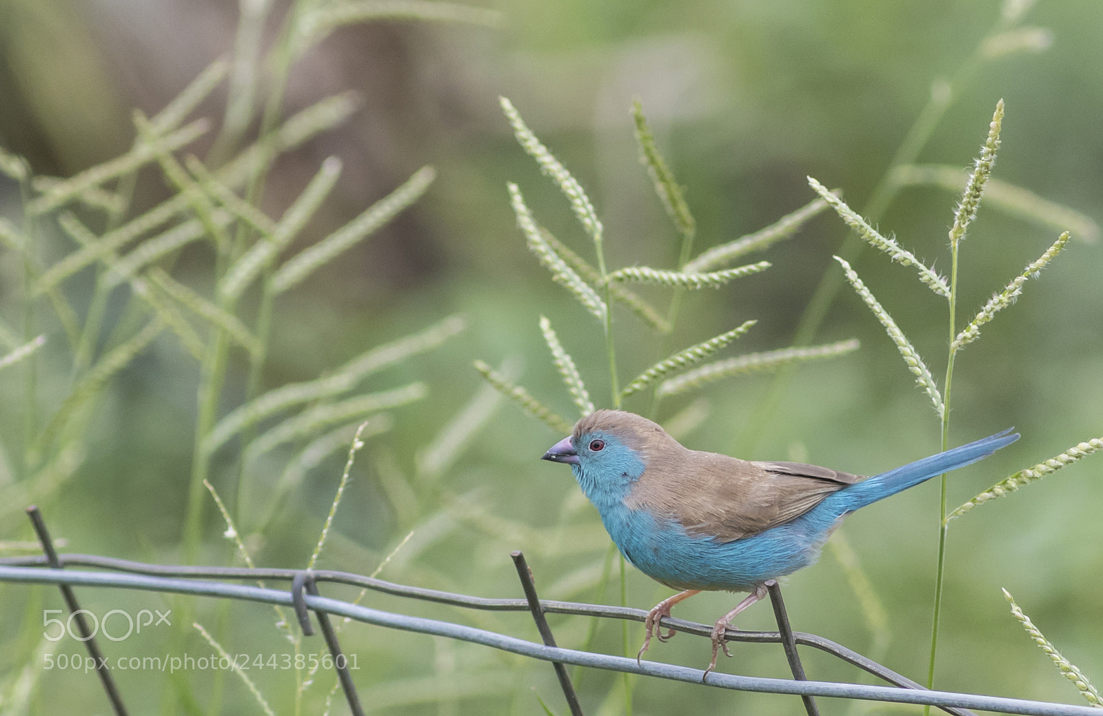 Canon EOS 7D Mark II sample photo. Cordon bleu d'angola photography
