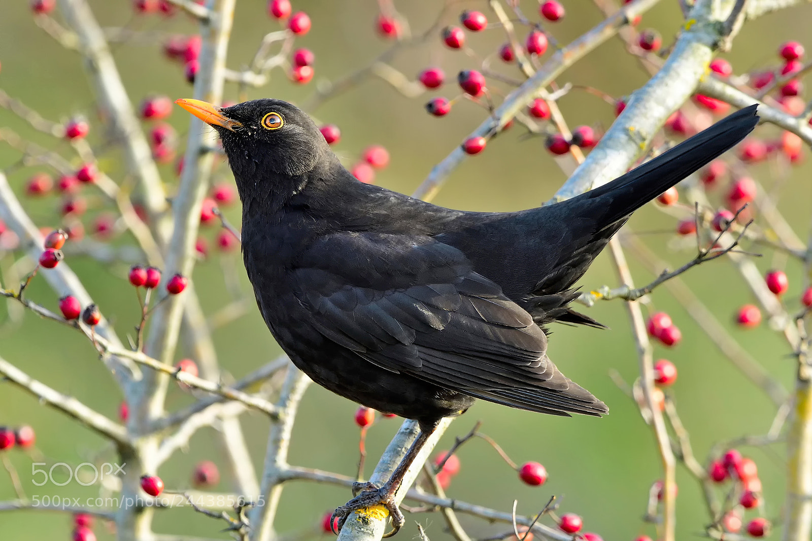 Nikon D500 sample photo. Common blackbird /male photography
