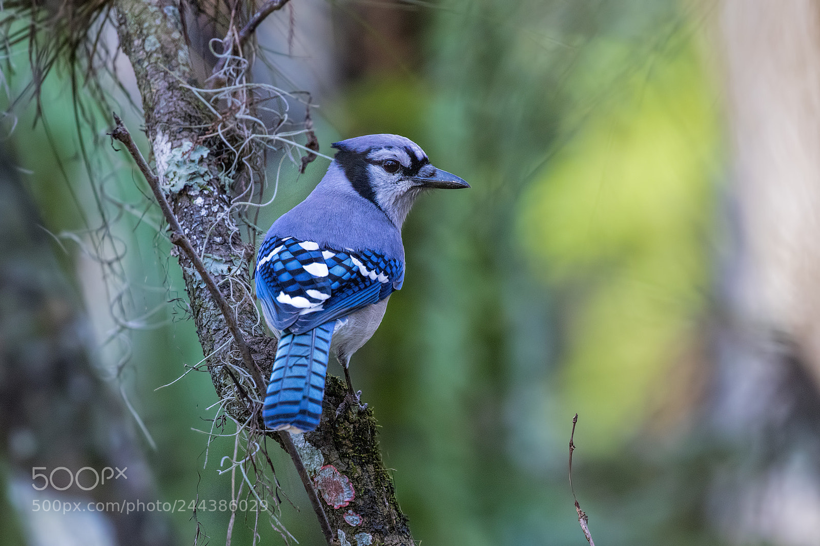 Canon EOS 7D Mark II sample photo. Blue jay photography