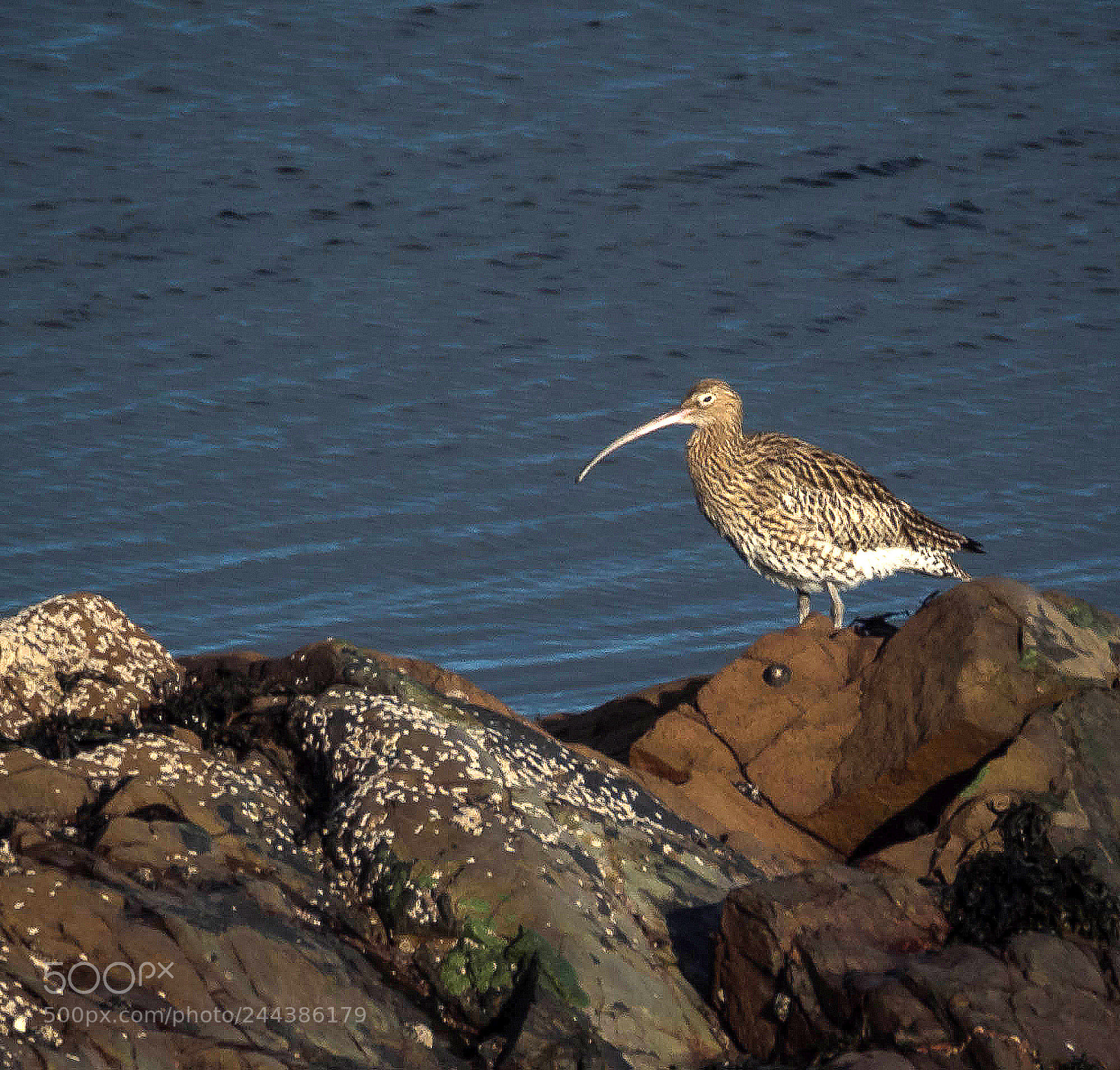 Olympus OM-D E-M5 sample photo. Curlew photography