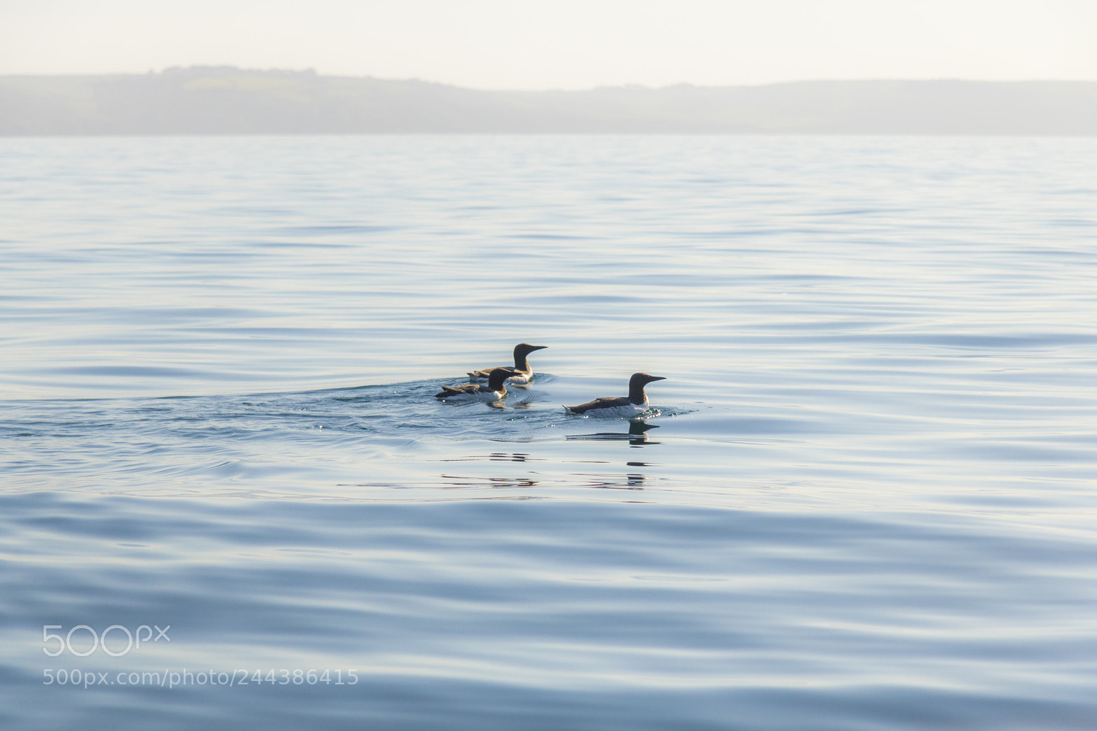 Canon EOS 750D (EOS Rebel T6i / EOS Kiss X8i) sample photo. Three little birds photography