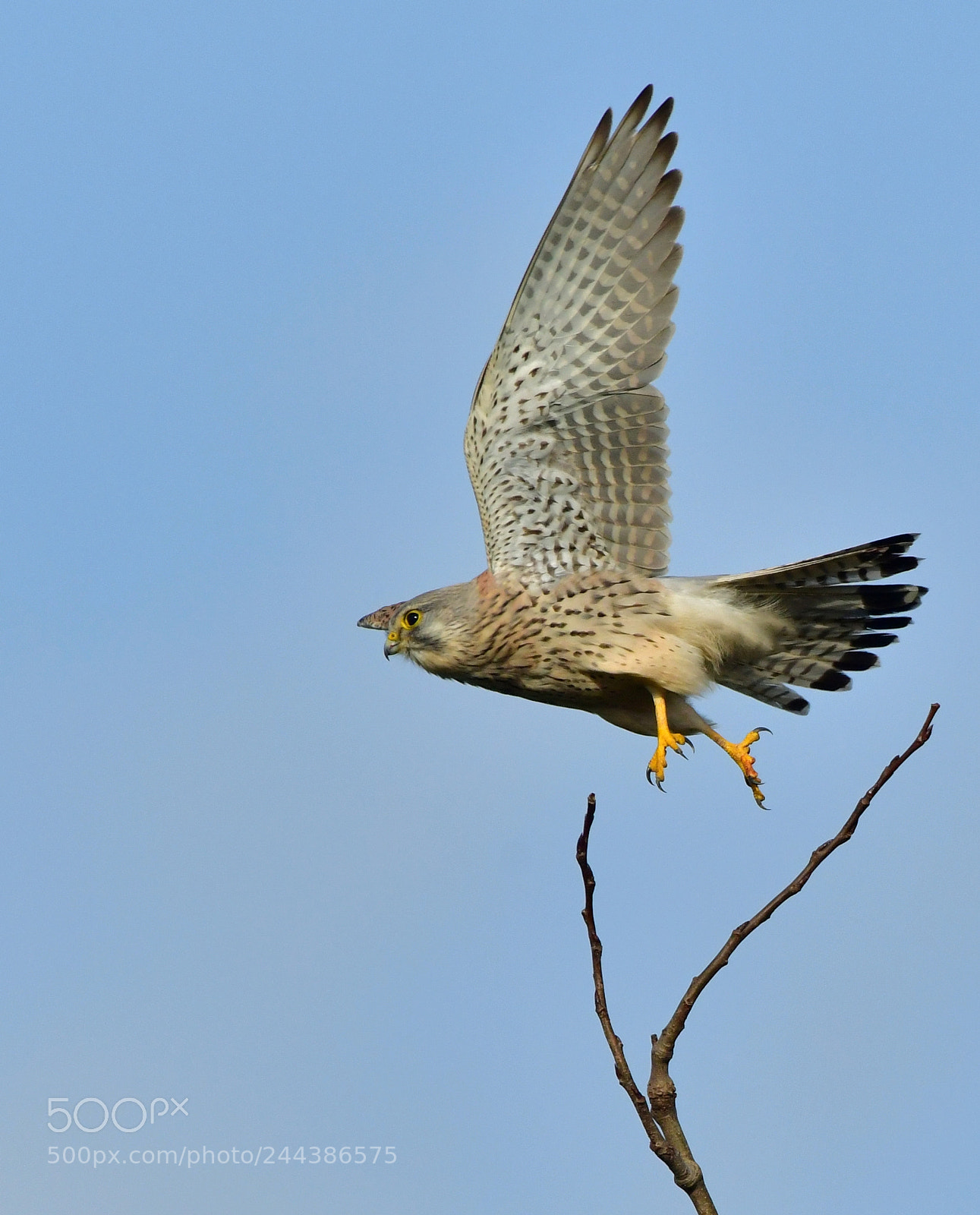 Nikon D500 + Nikon AF-S Nikkor 500mm F4G ED VR sample photo. Torenvalk photography