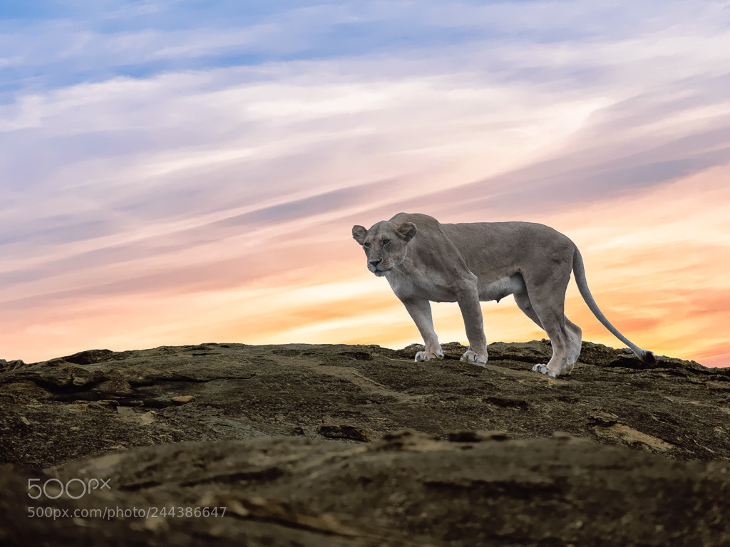 Nikon D850 sample photo. Lioness black rocks photography