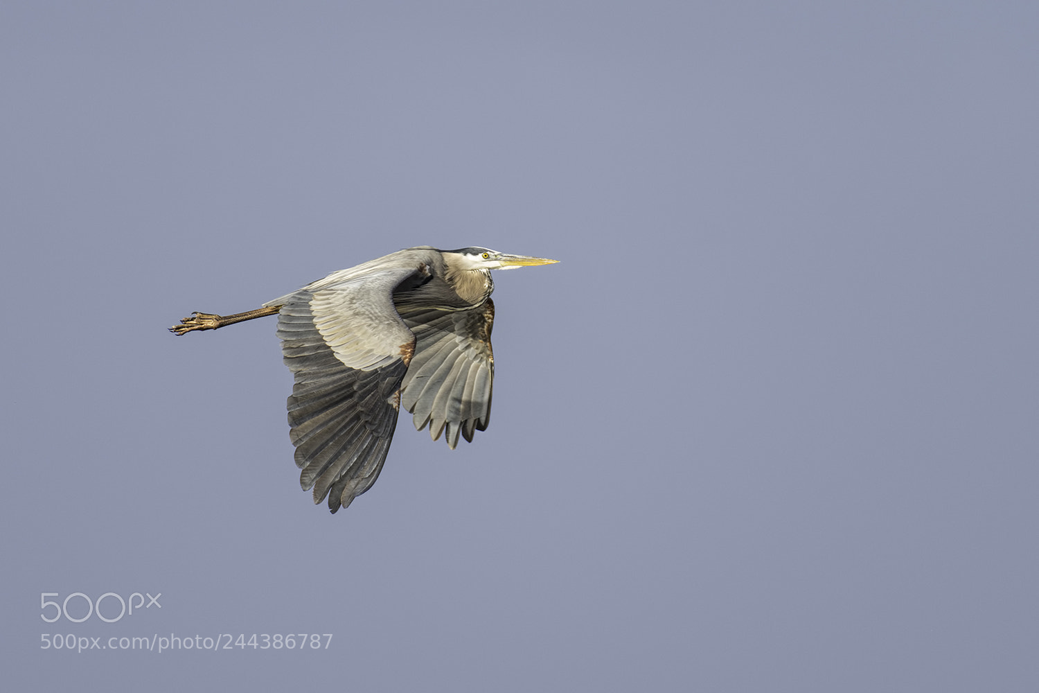 Pentax K-1 sample photo. Great blue heron photography