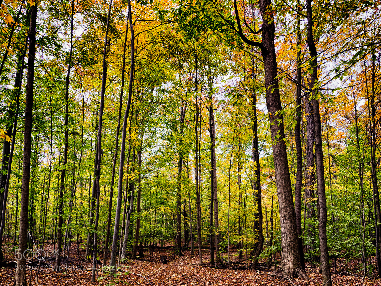 Olympus OM-D E-M10 II sample photo. In the woods (color) photography