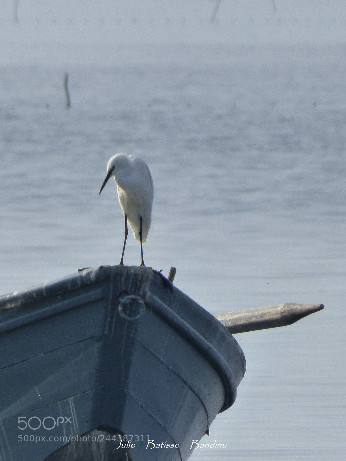 Panasonic DMC-FZ72 sample photo. Bird photography