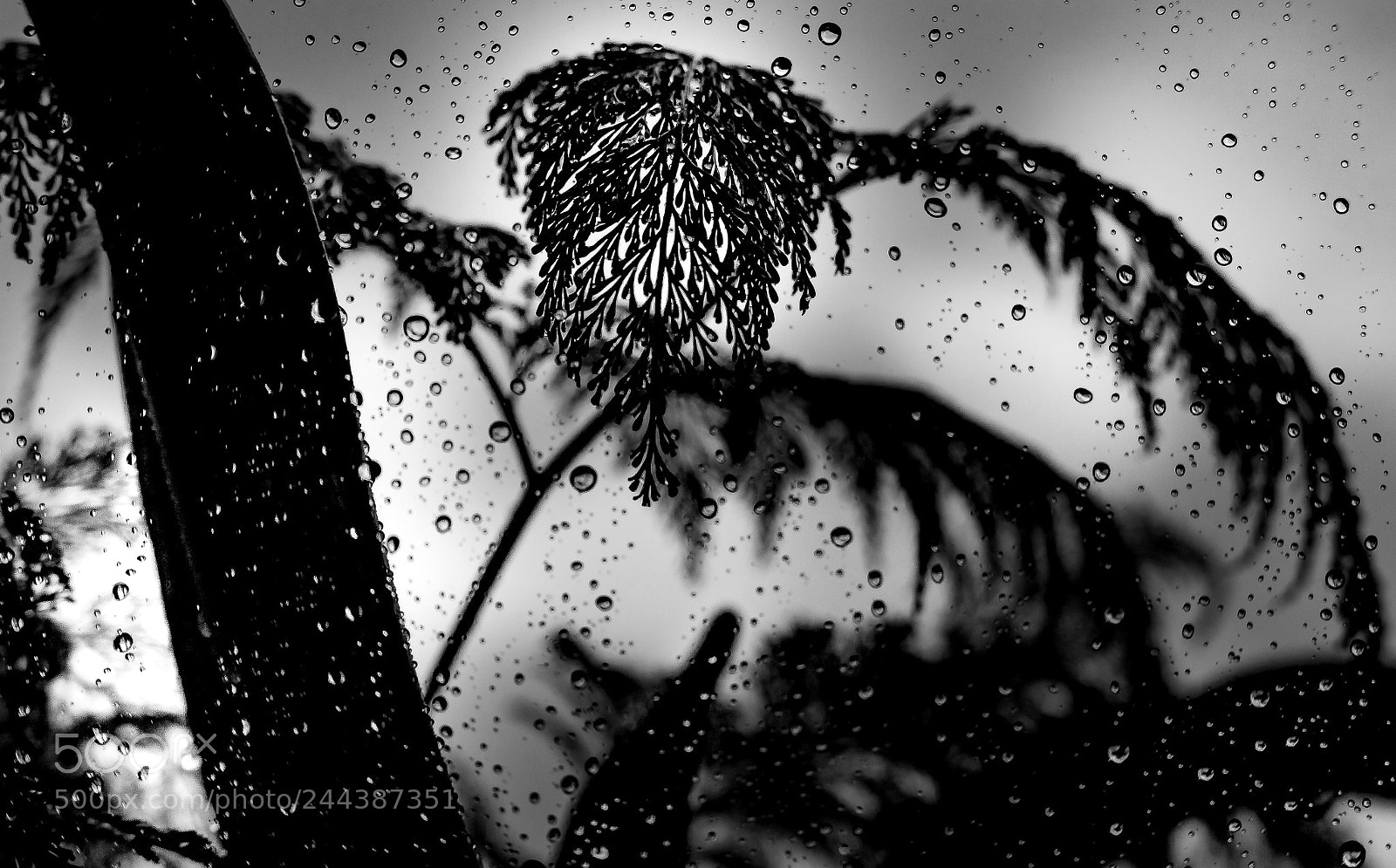Canon EOS 1200D (EOS Rebel T5 / EOS Kiss X70 / EOS Hi) sample photo. Raindrops photography
