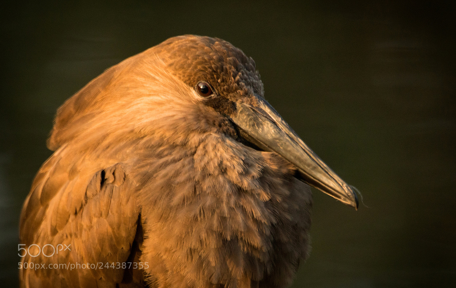 Canon EOS 800D (EOS Rebel T7i / EOS Kiss X9i) sample photo. Hammerhead stork photography