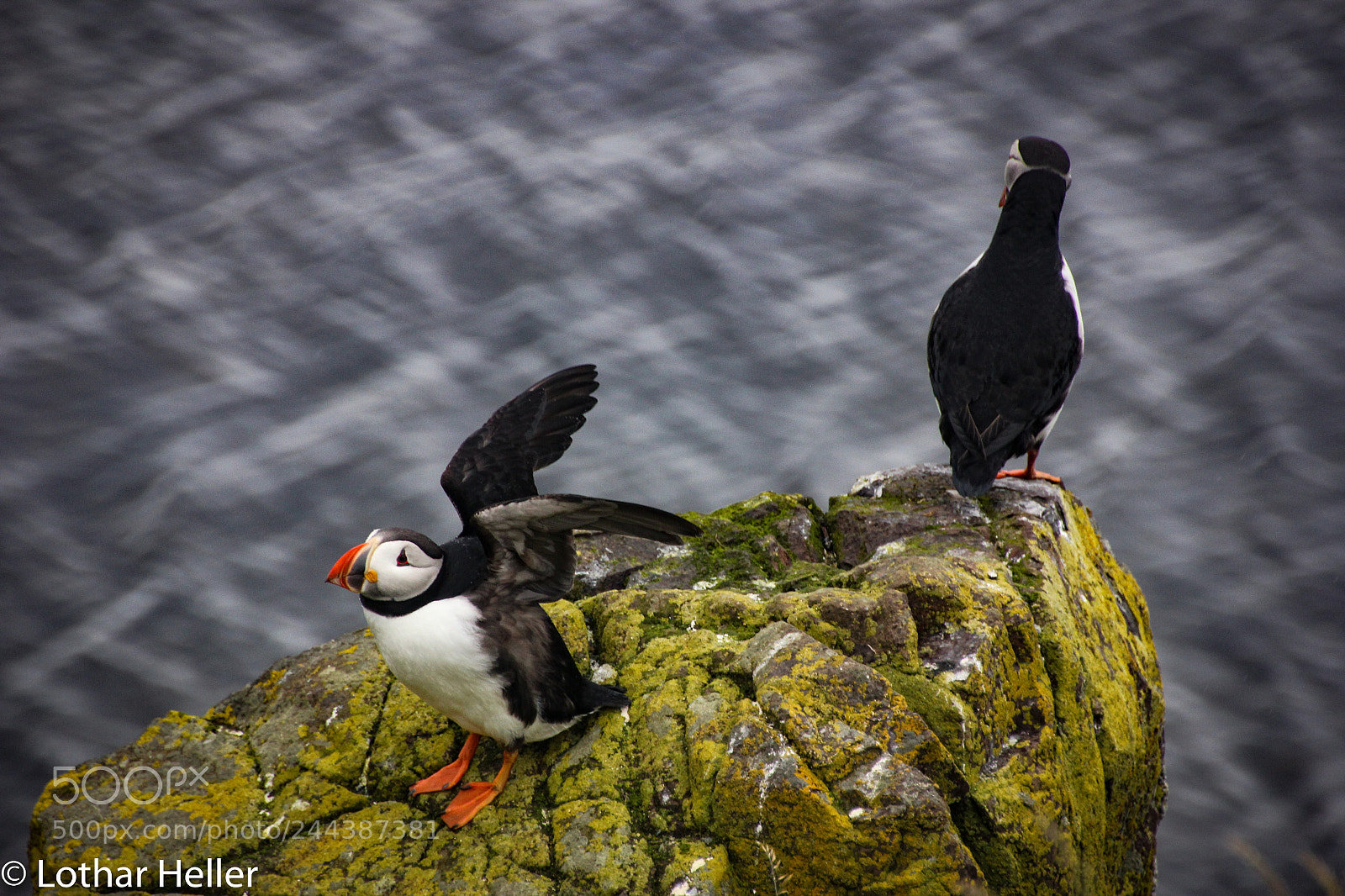 Canon EOS 550D (EOS Rebel T2i / EOS Kiss X4) sample photo. Iceland puffin photography