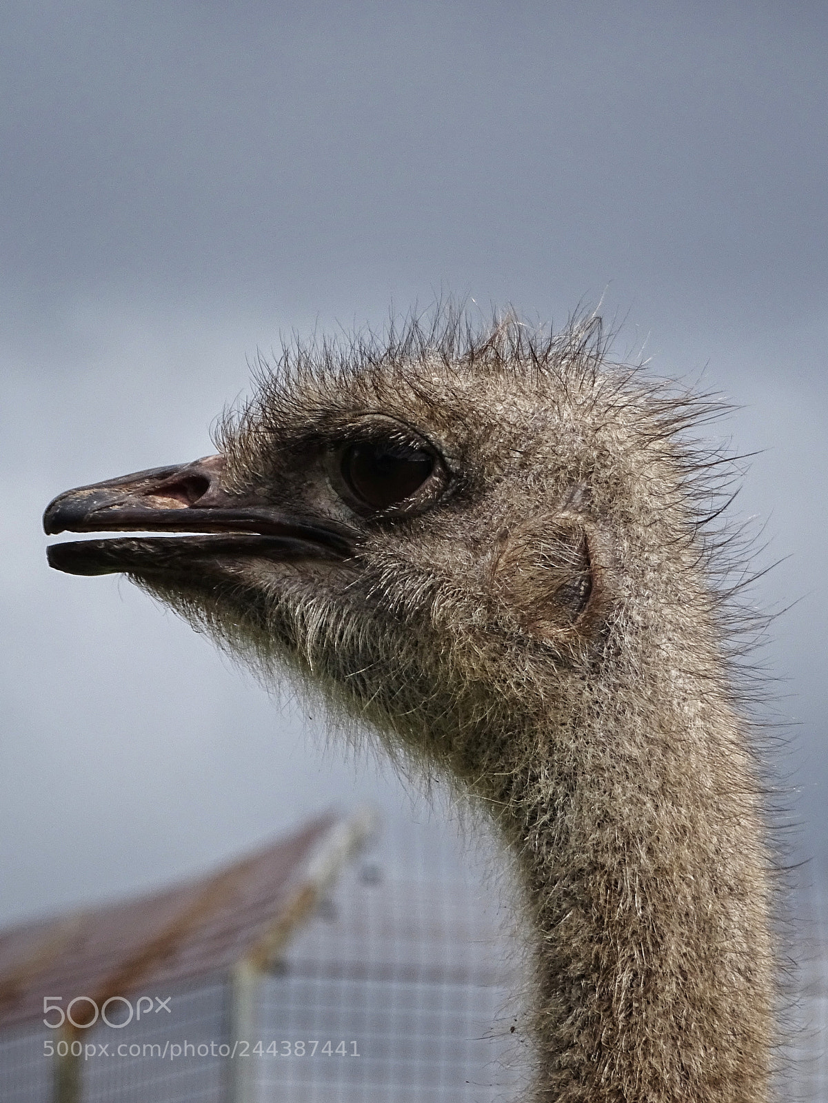 Sony Cyber-shot DSC-HX400V sample photo. Emu photography