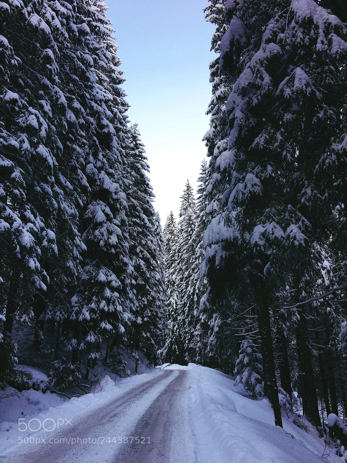Apple iPhone 6s sample photo. Road through the woods photography