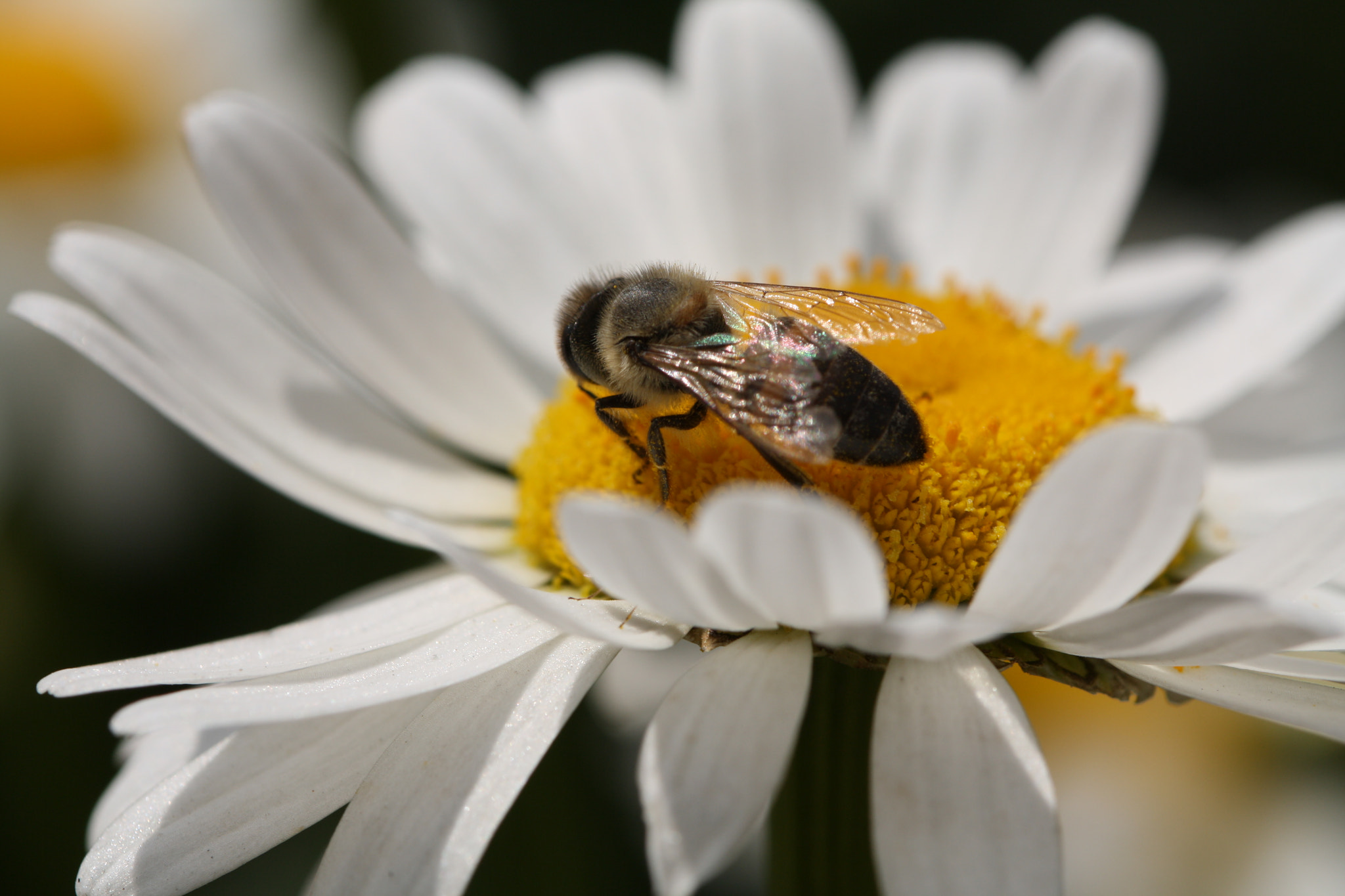 Canon EF 100mm F2.8 Macro USM sample photo