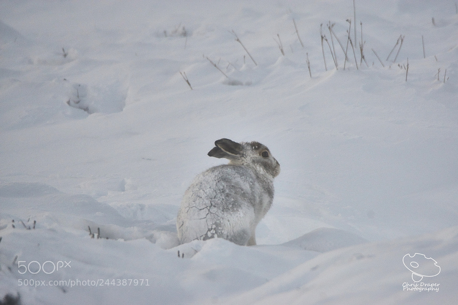 Sony ILCA-77M2 sample photo. Scottish mountain hare in photography