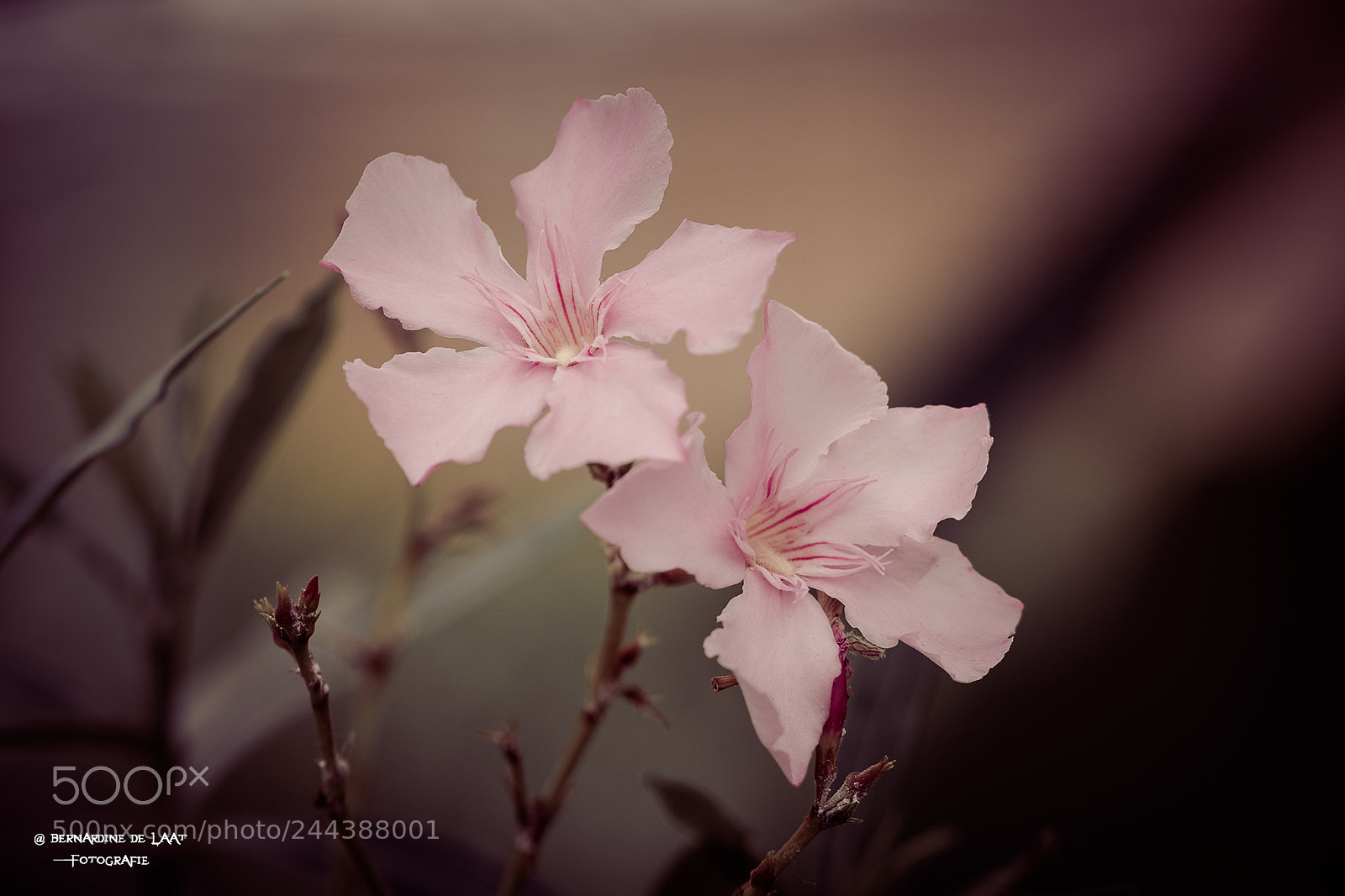 Nikon D7100 sample photo. Orchids in pink photography