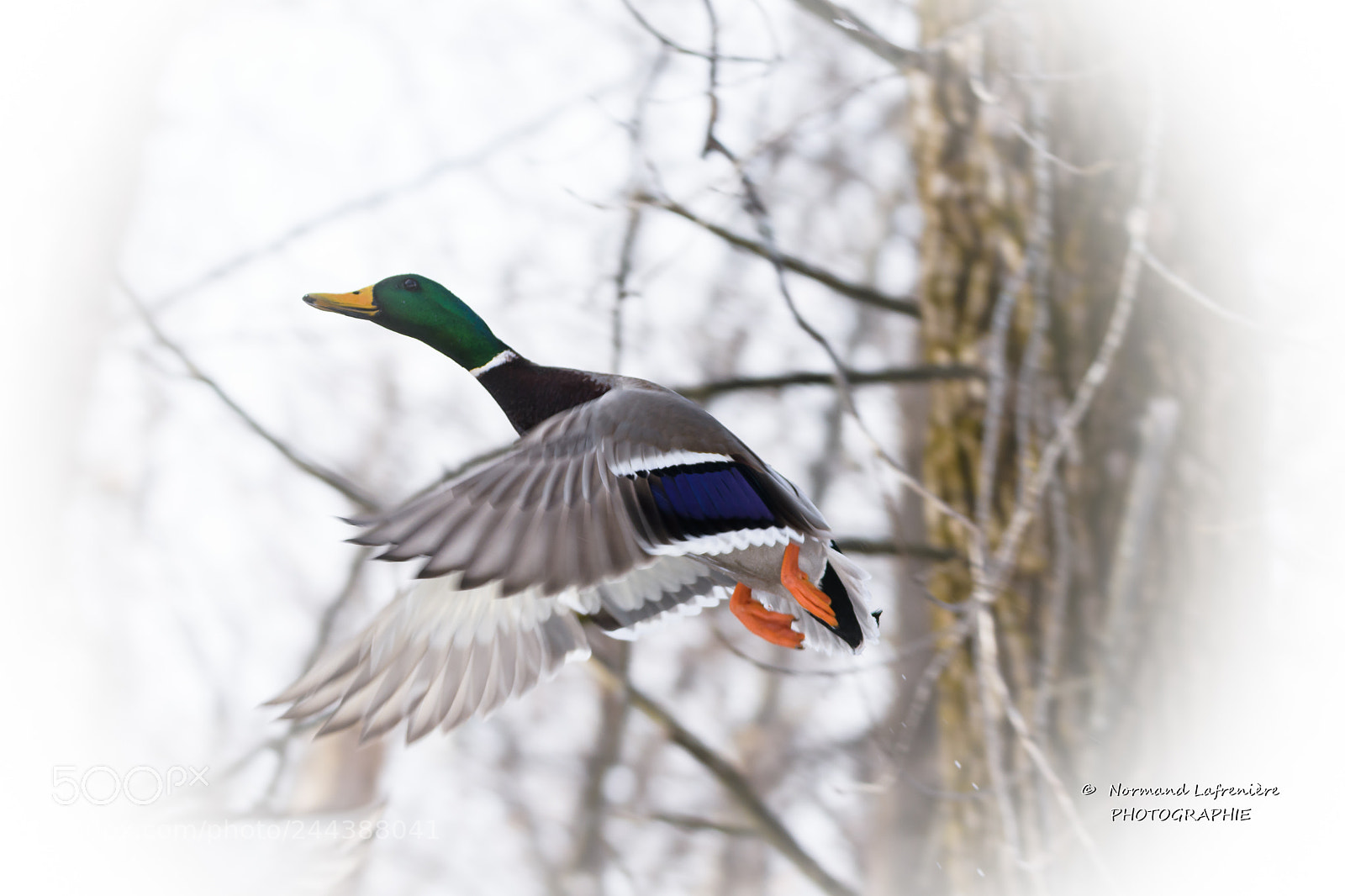 Nikon D7200 sample photo. L' envol du colvert photography