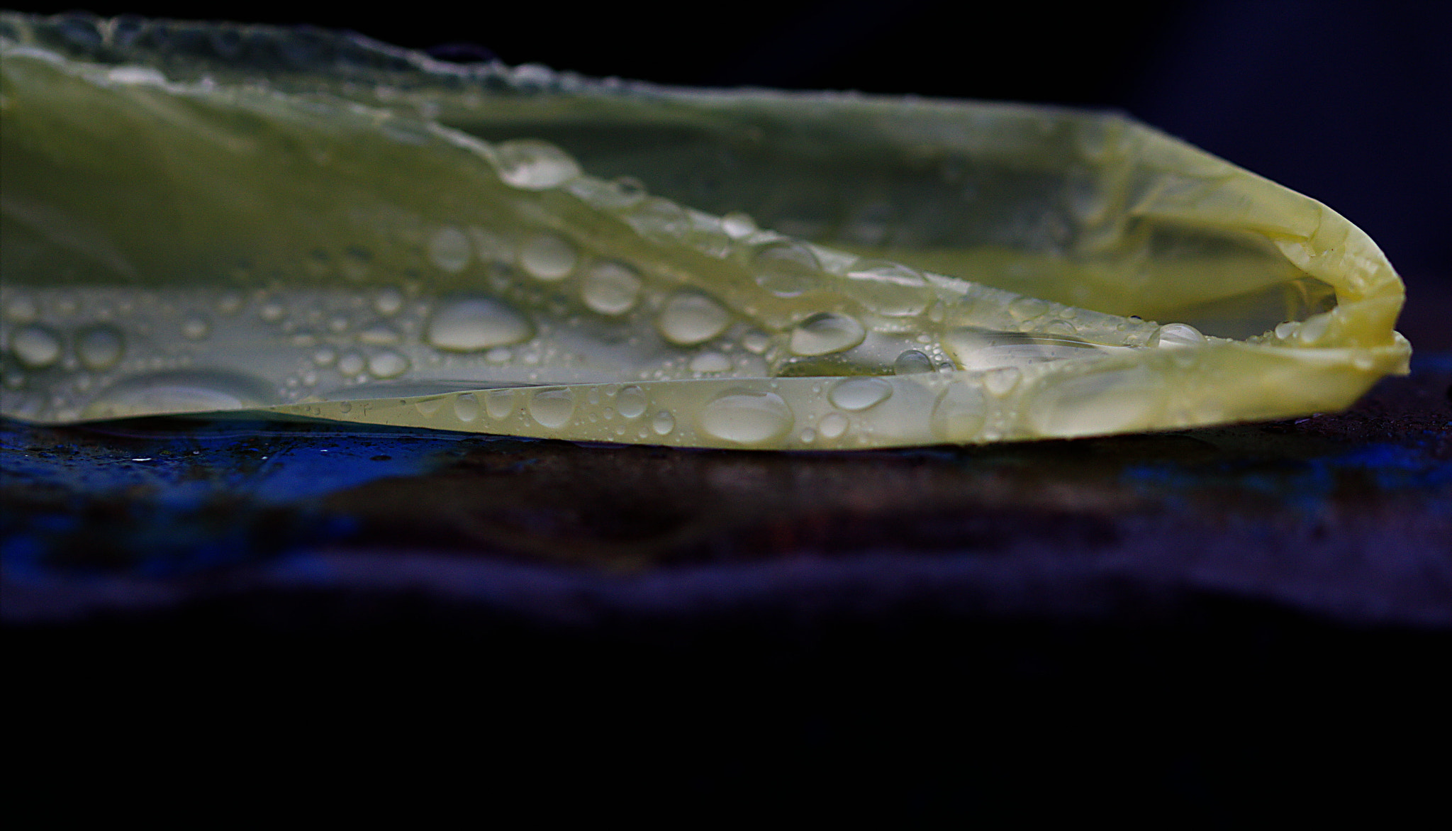 Canon EF 100mm F2.8L Macro IS USM sample photo. Throwing yellow rain away v photography