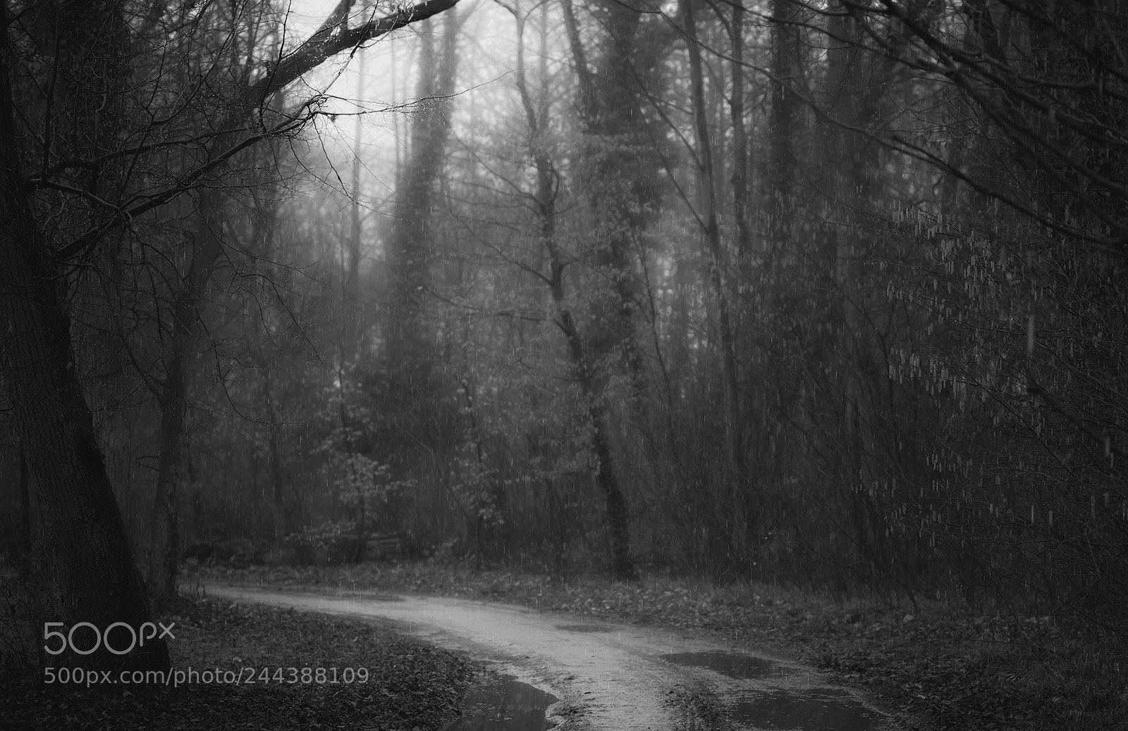 Nikon D810 sample photo. Forest scenes (14) photography