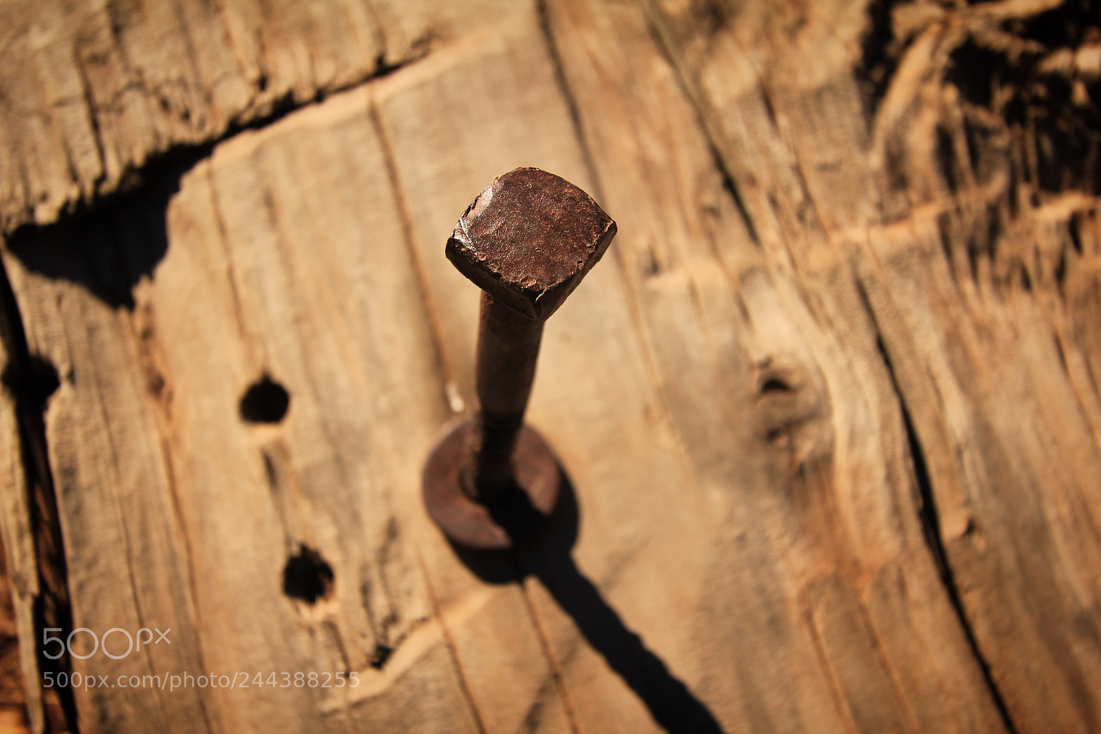 Canon EOS 550D (EOS Rebel T2i / EOS Kiss X4) sample photo. First comes the nail. photography