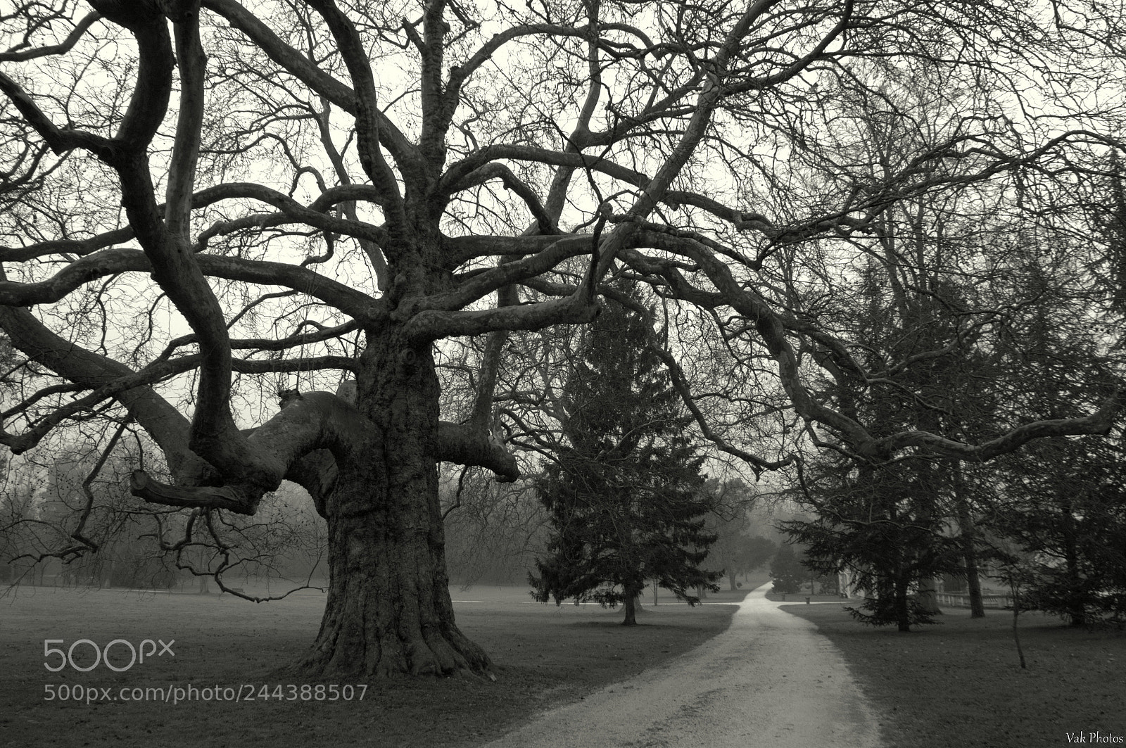 Nikon D3100 sample photo. The tree photography