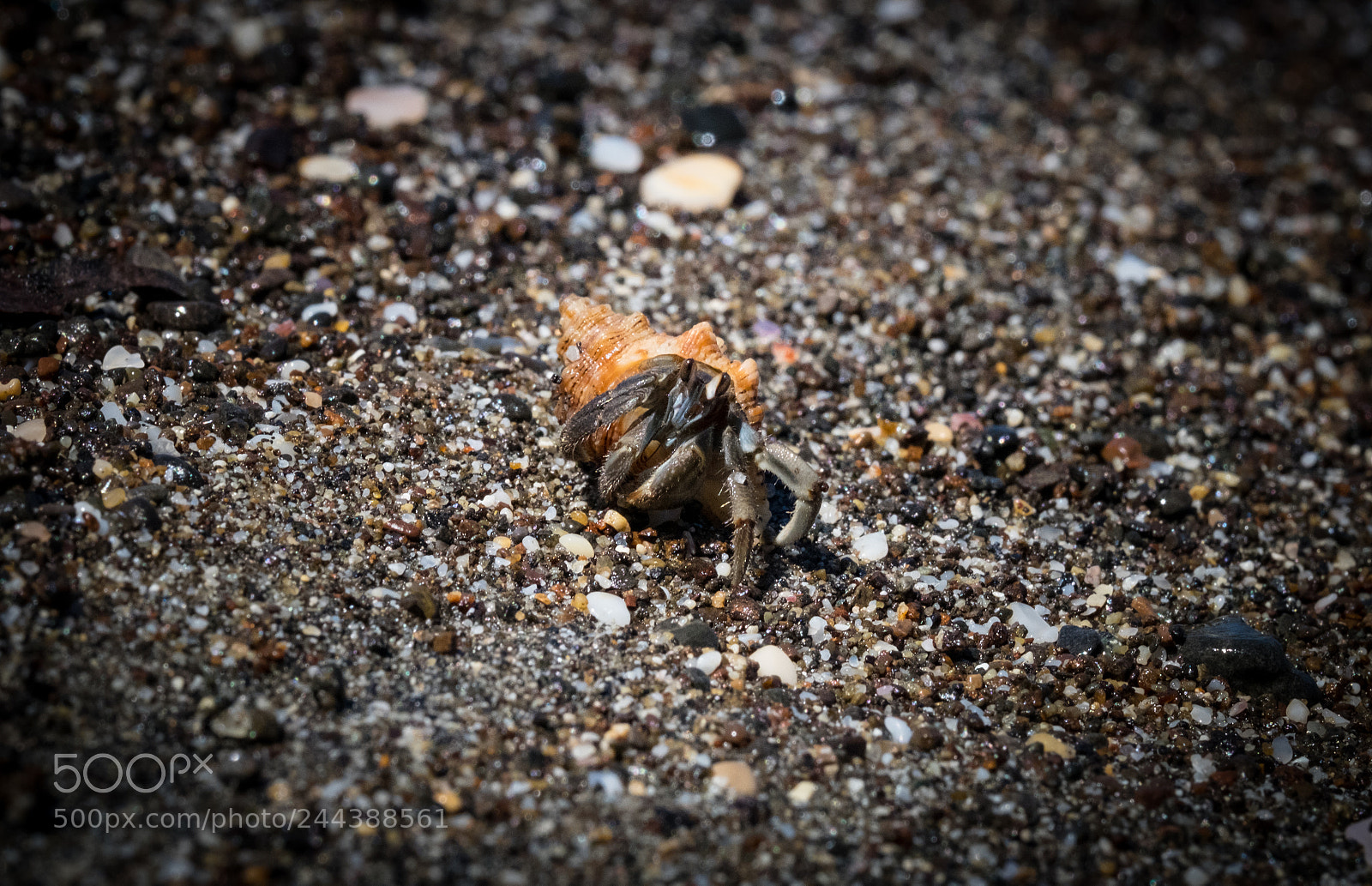 Fujifilm X-T1 sample photo. Hermit photography