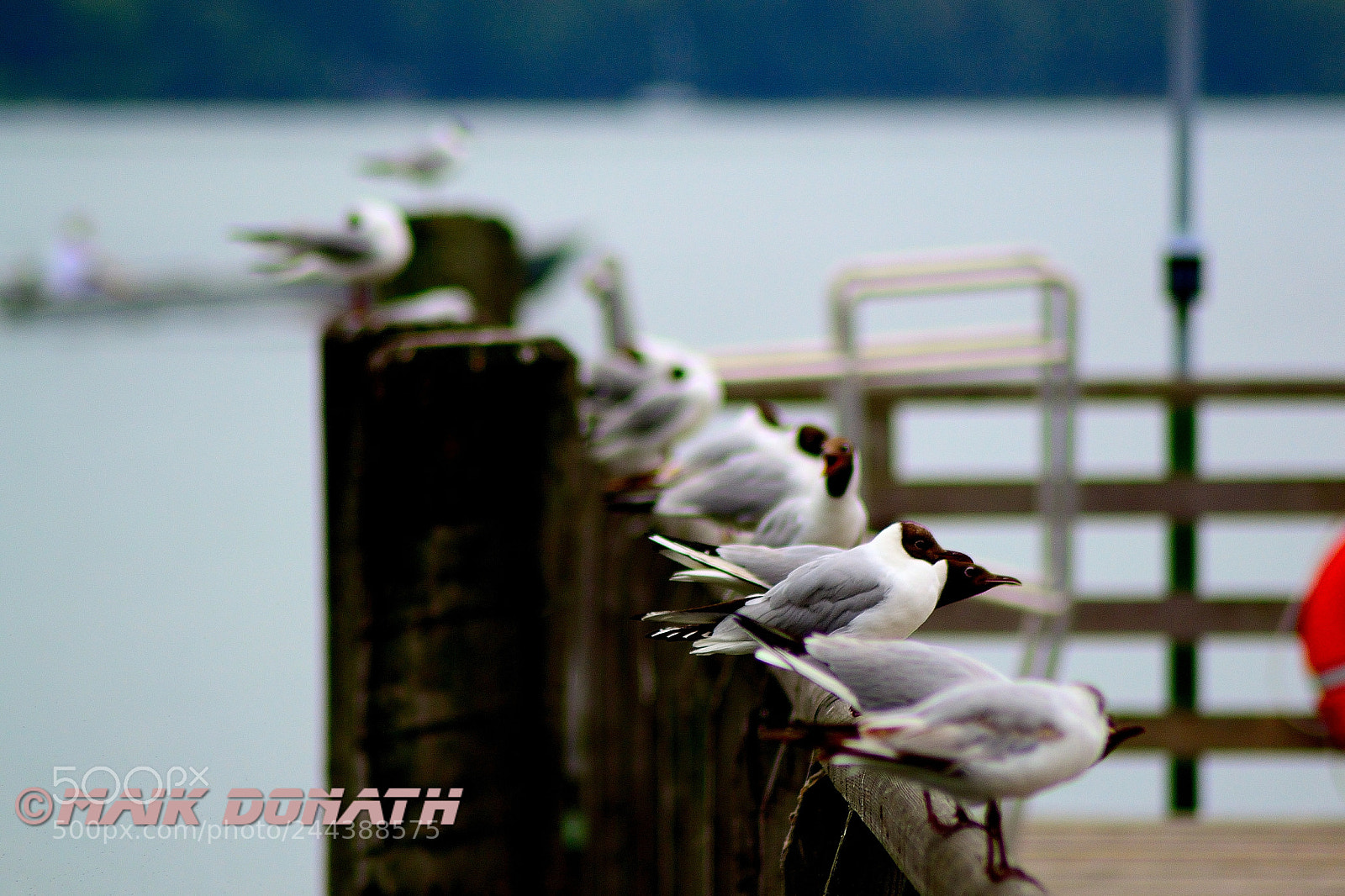 Nikon D3100 sample photo. Untitled photography