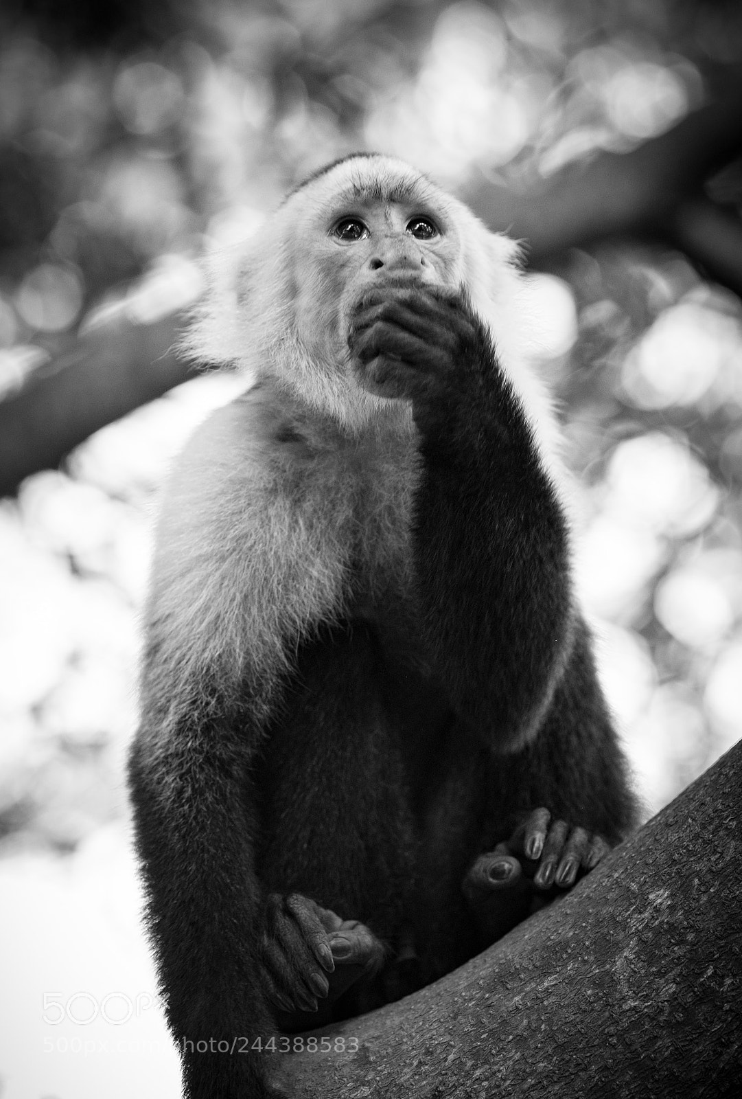 Fujifilm X-T1 sample photo. Capuchin photography