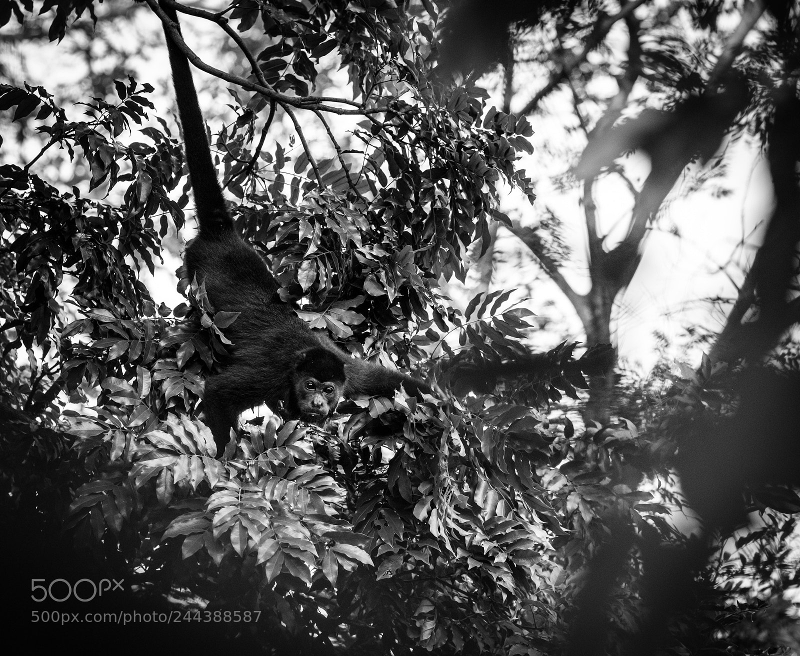 Fujifilm X-T1 sample photo. Howler photography