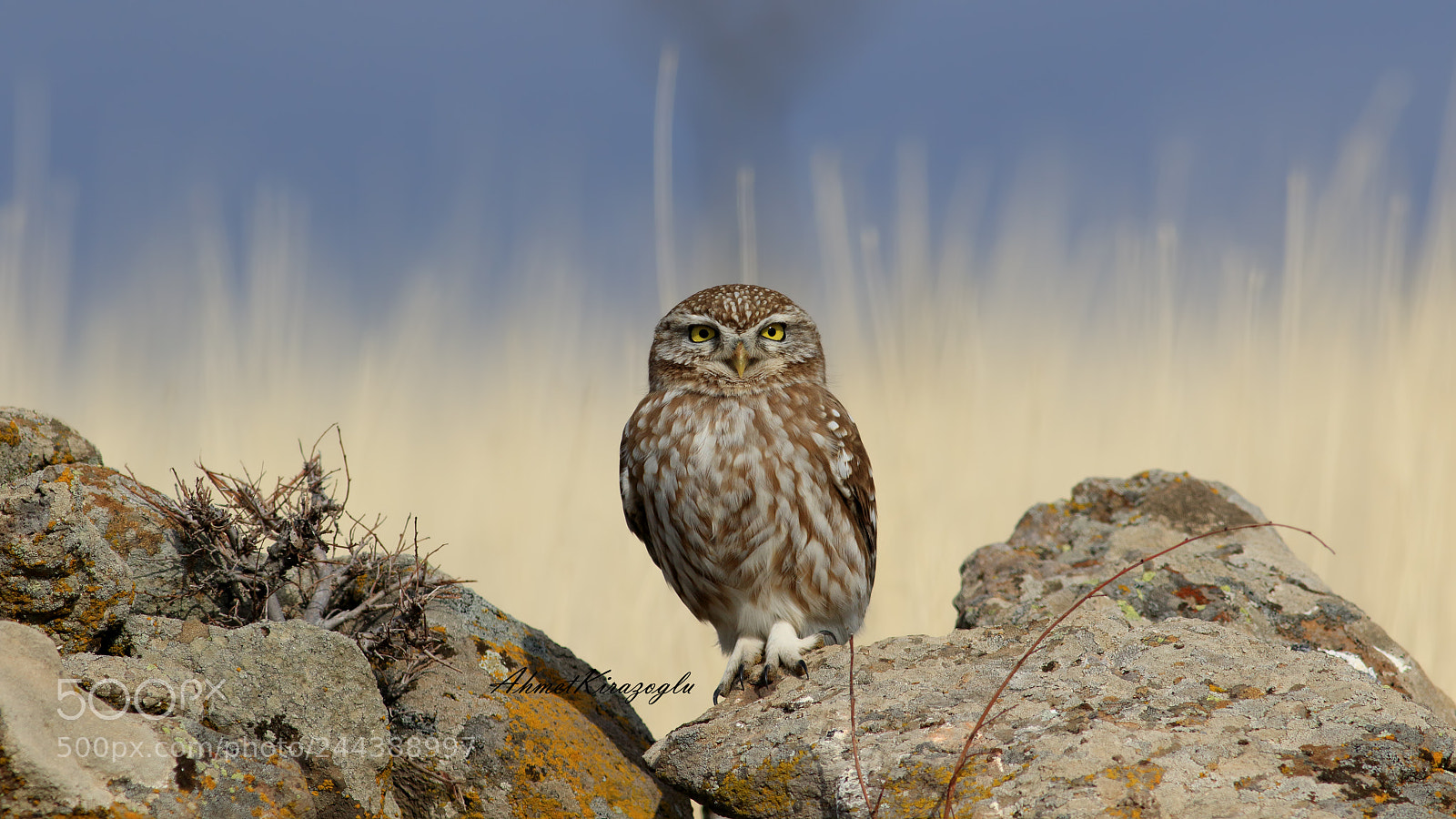 Canon EOS 7D Mark II sample photo. Little owl photography