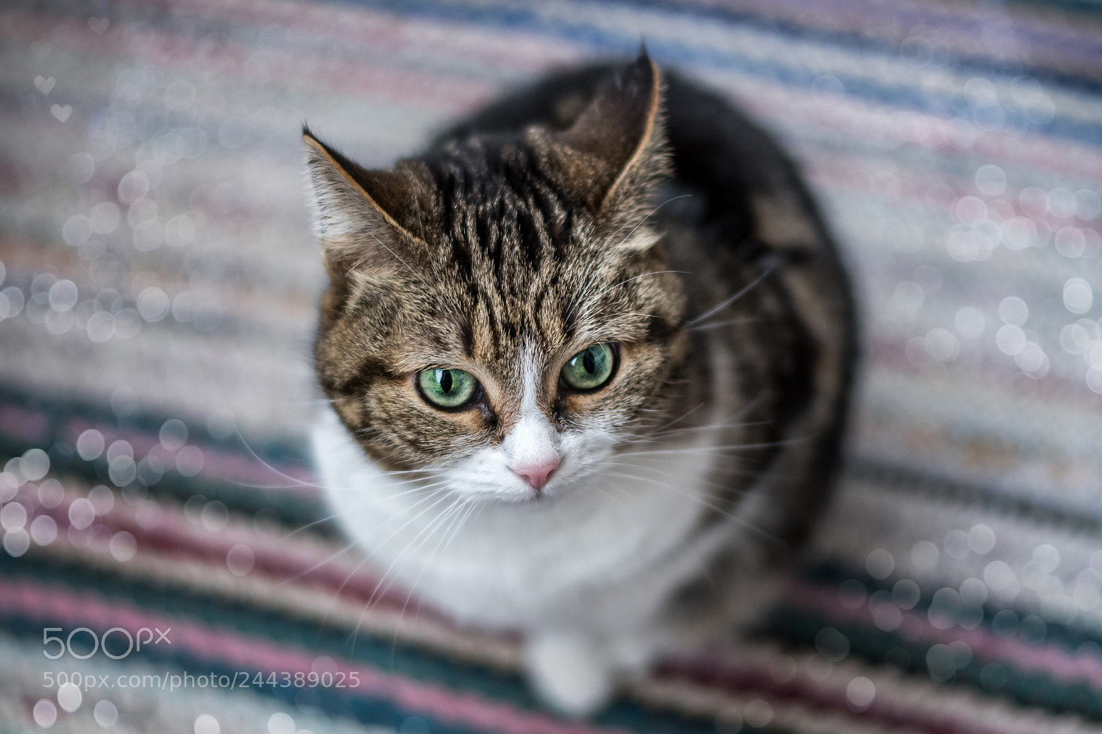 Nikon D7500 sample photo. Myau or just murka photography