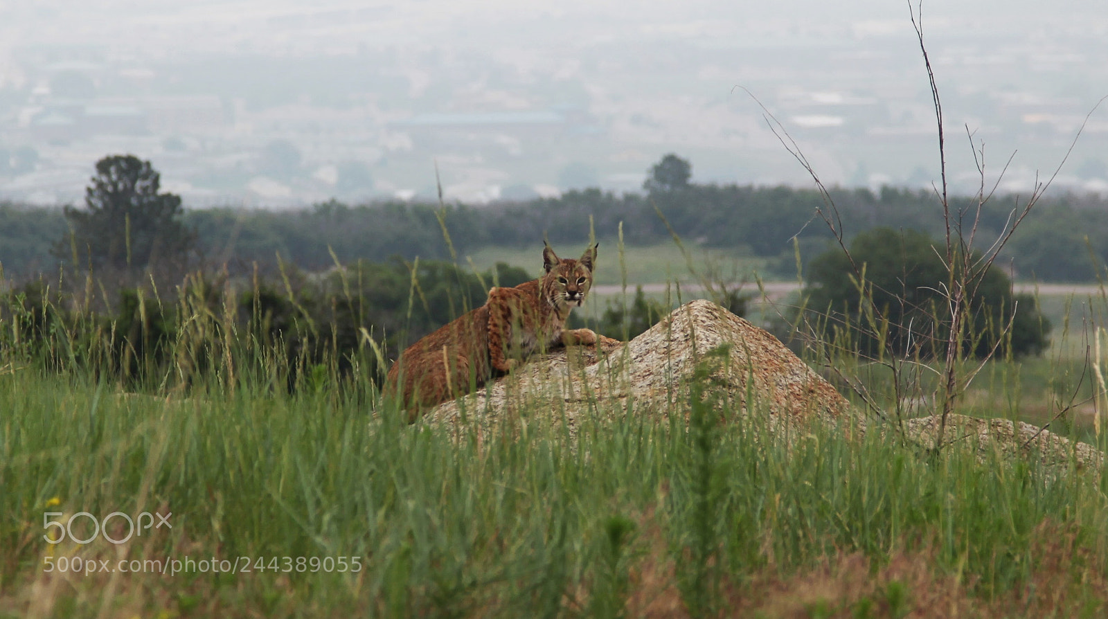 Canon EF 24-105mm F4L IS USM sample photo. Mountain cat photography