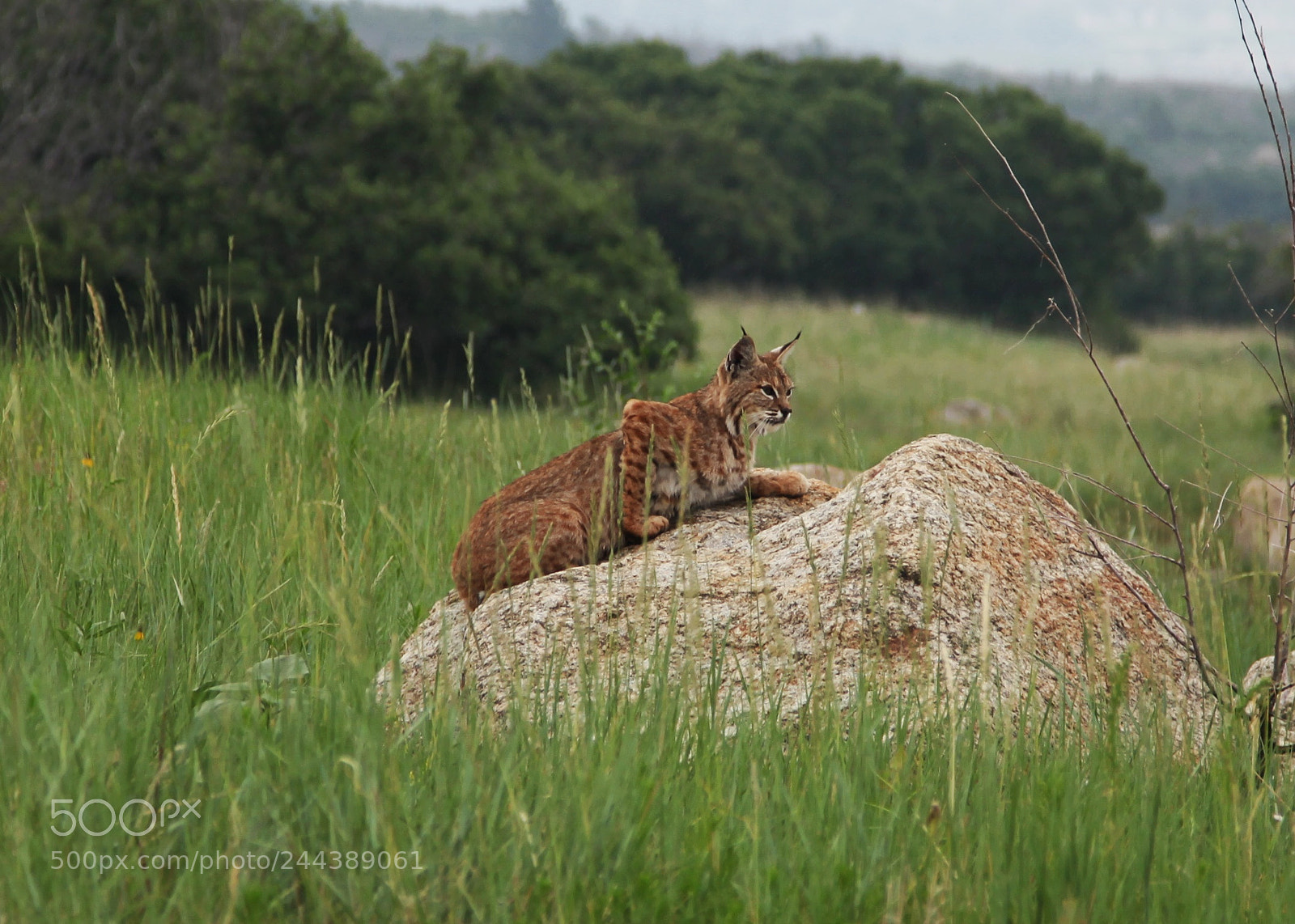 Canon EF 24-105mm F4L IS USM sample photo. Mountain cat photography