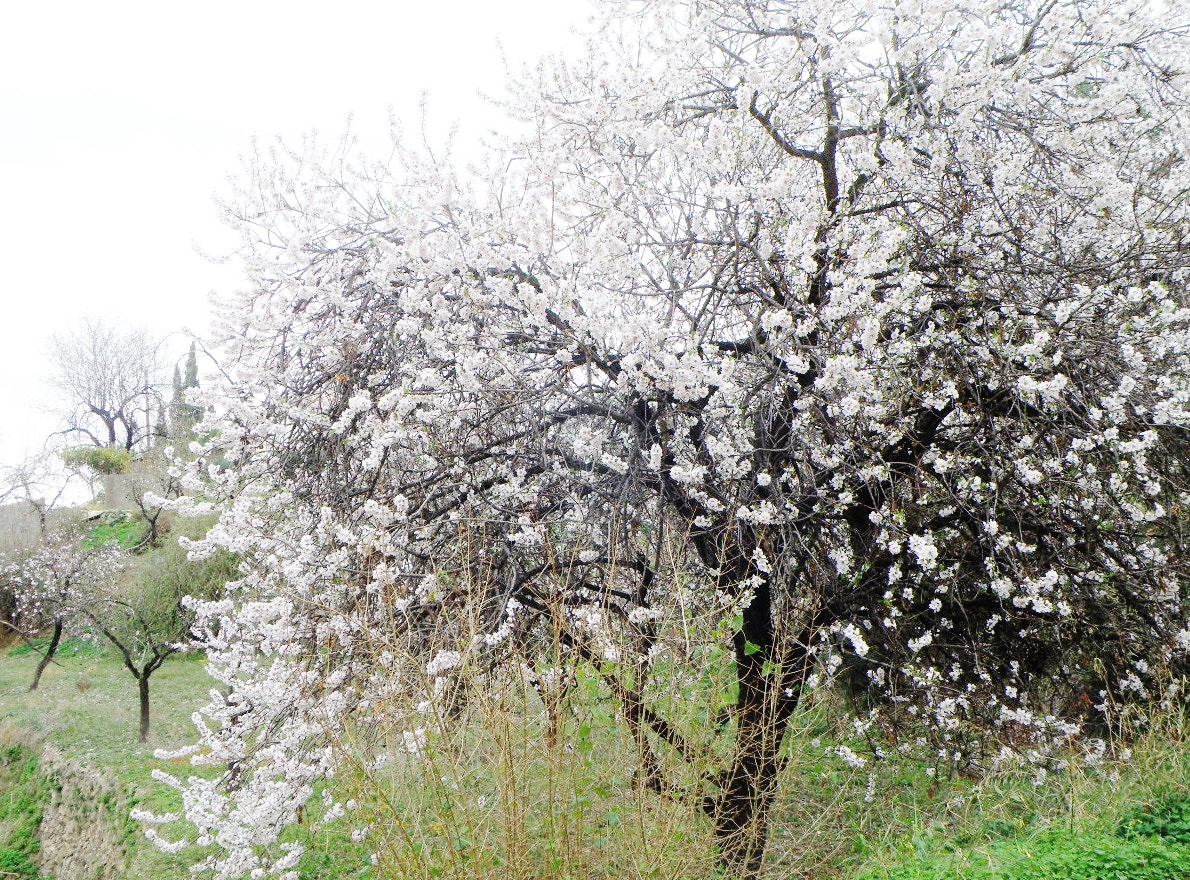 Olympus SP-565UZ sample photo. Almond tree photography