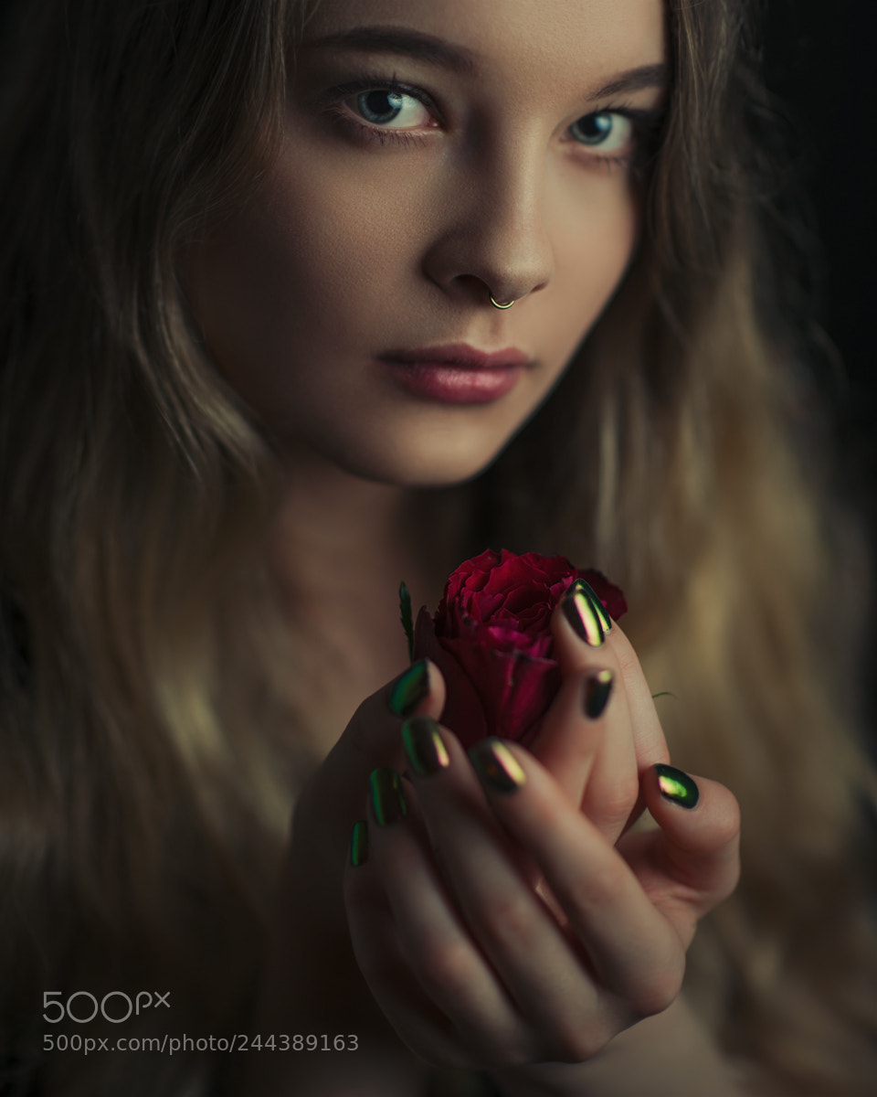 Nikon D800 sample photo. Rose ii photography