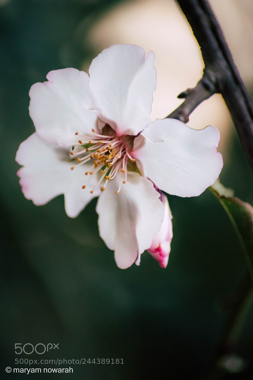 Nikon D5500 sample photo. Spring is coming photography