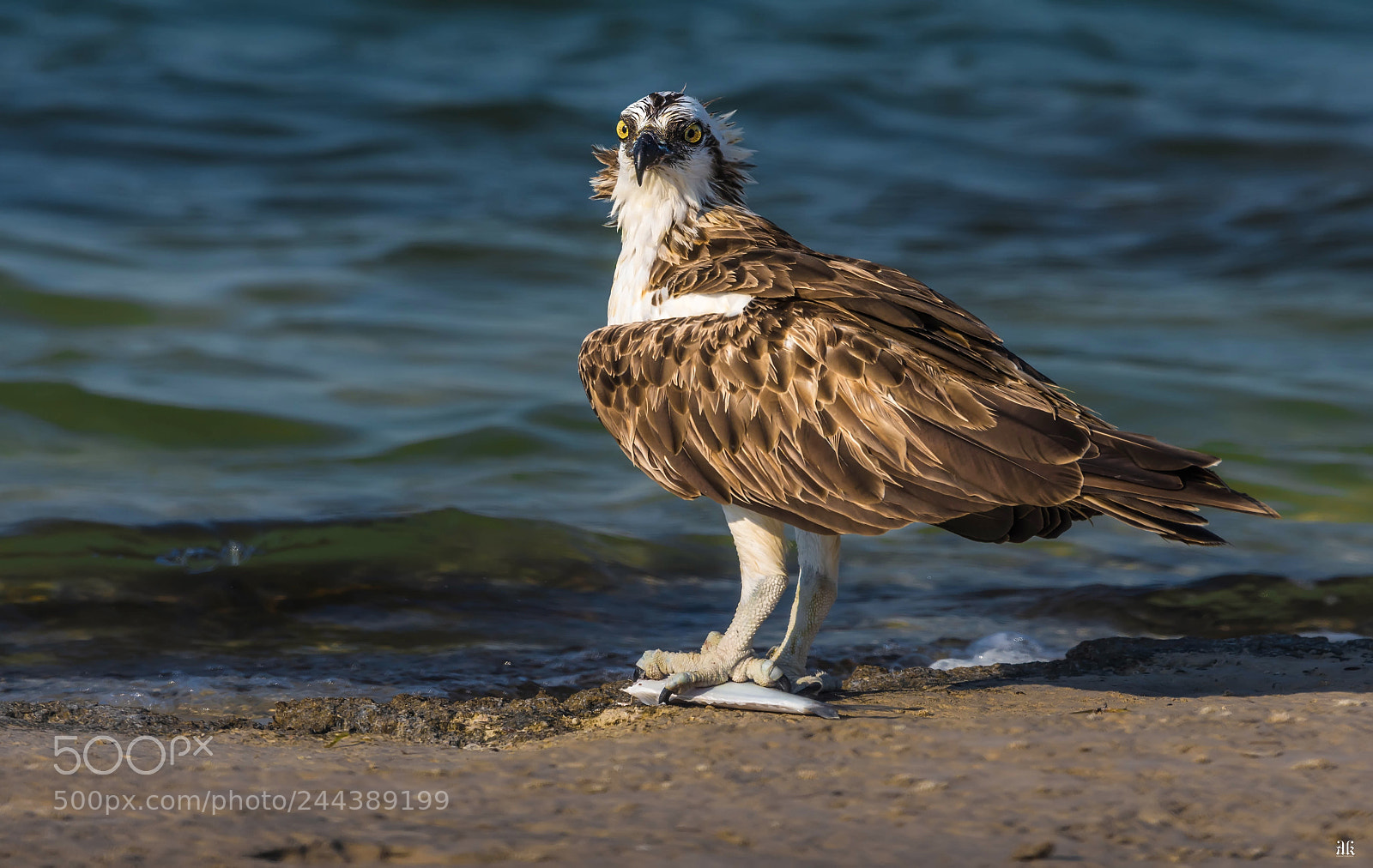 Nikon D7200 sample photo. Osprey / fish eagle photography