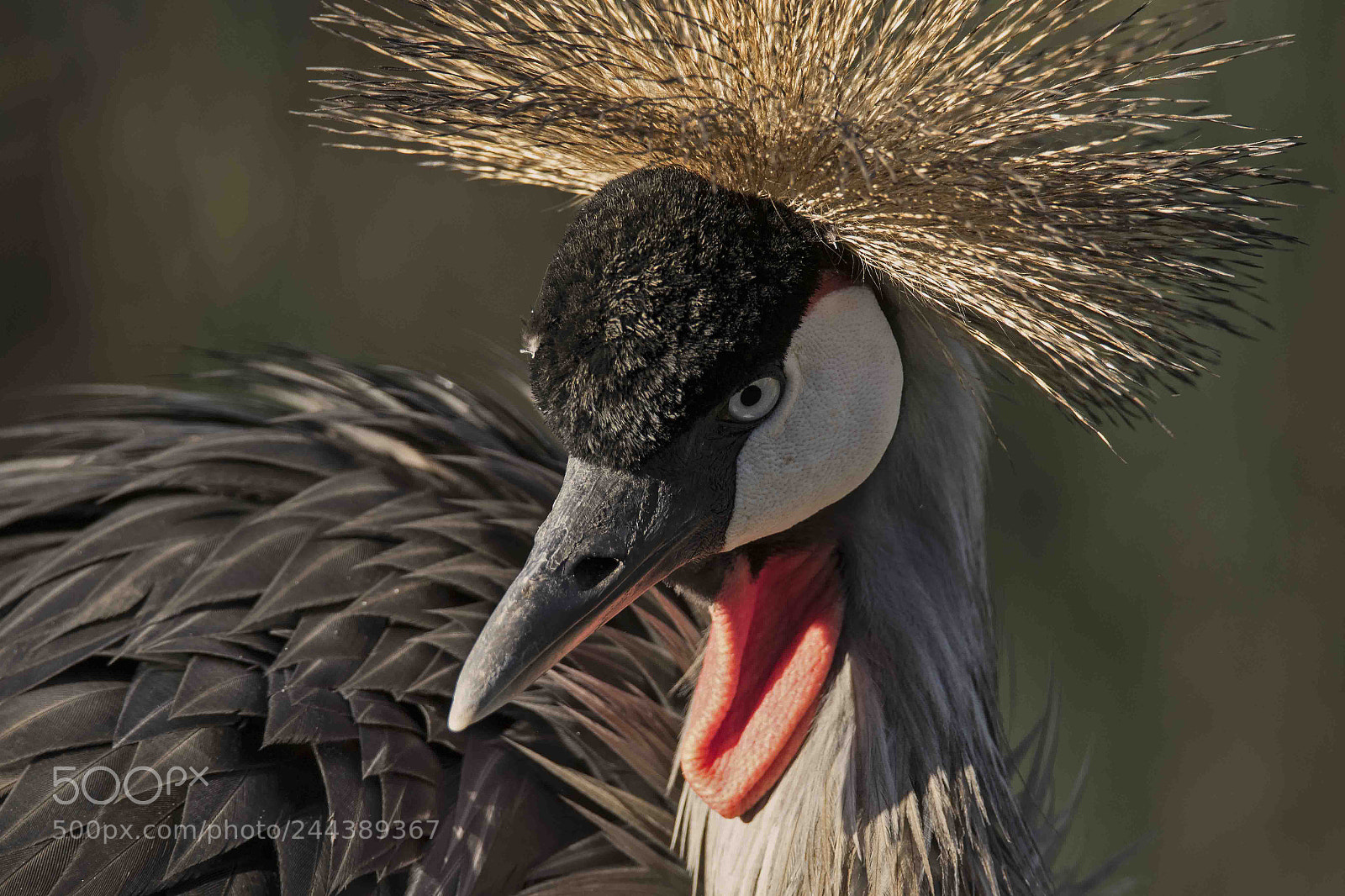 Canon EOS 7D Mark II sample photo. Grey crowned crane photography
