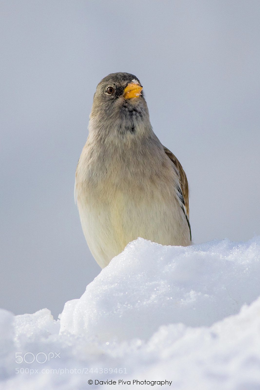 Canon EOS 7D Mark II sample photo. In the snow photography