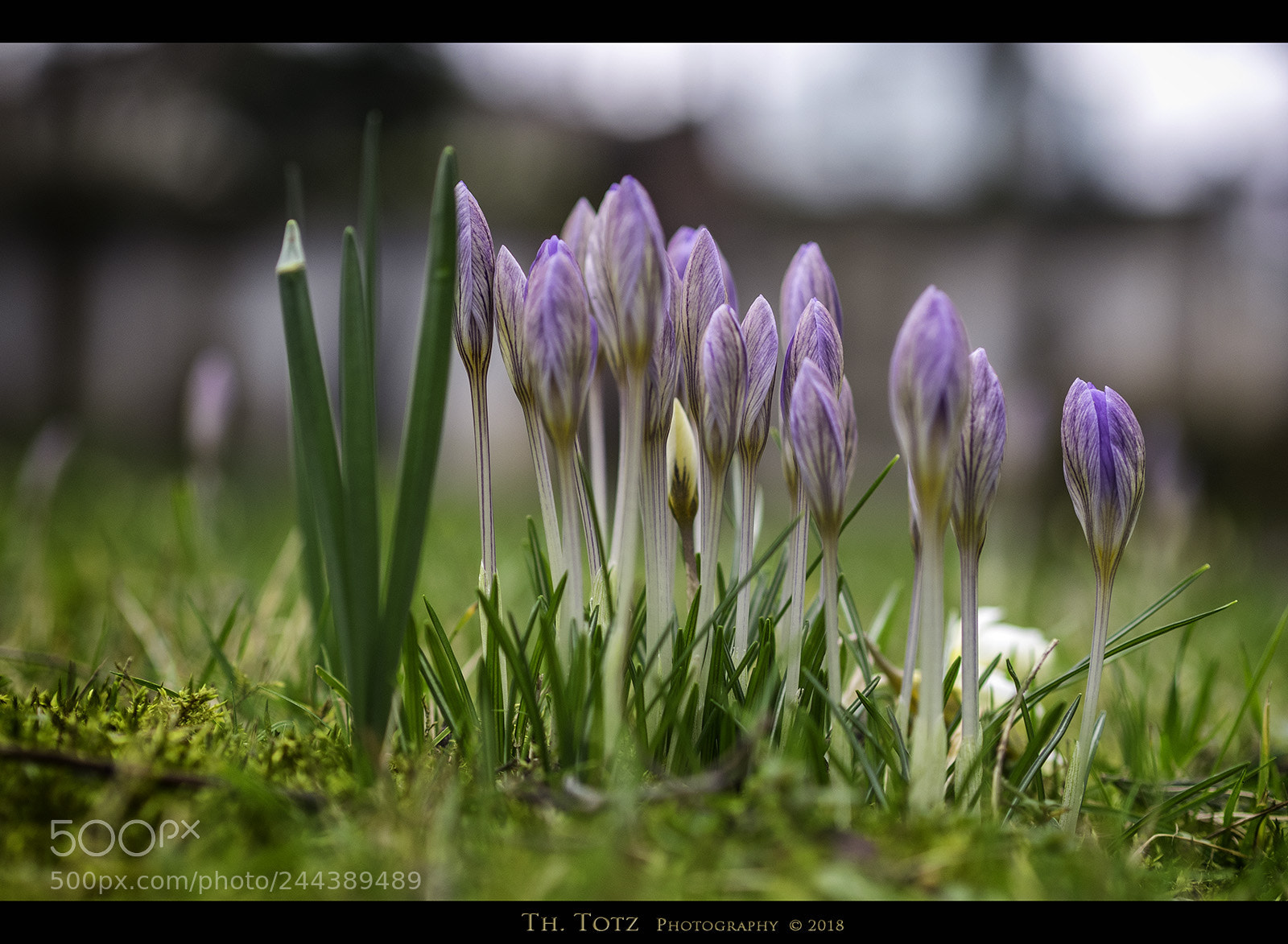 Olympus OM-D E-M1 sample photo. Crocuses in the grass photography